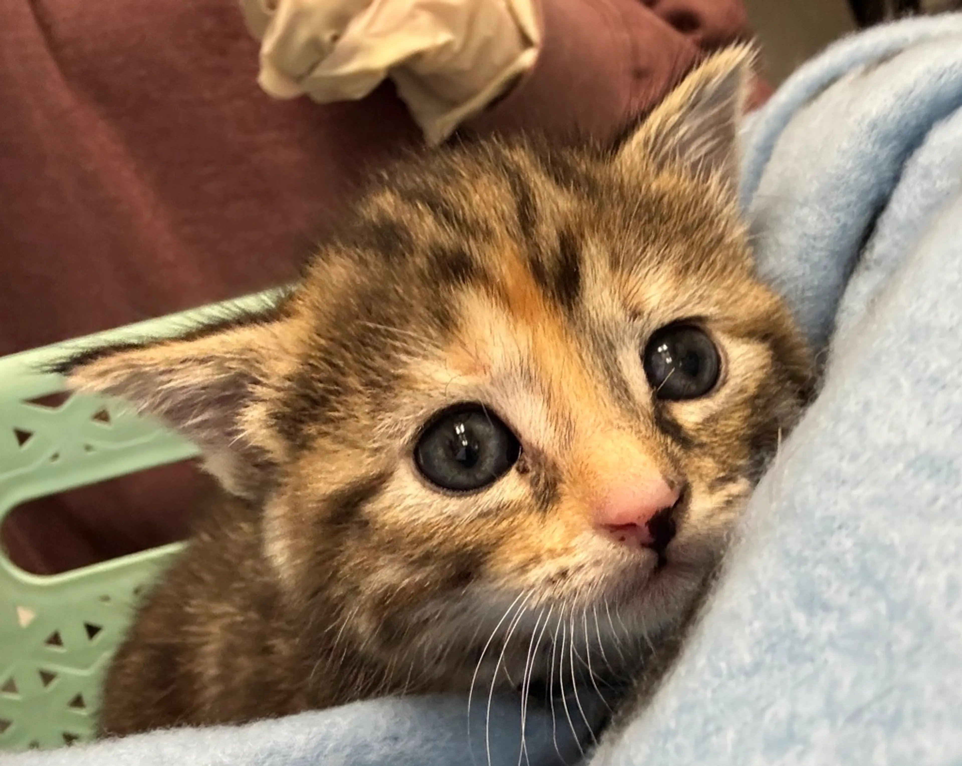Found pet