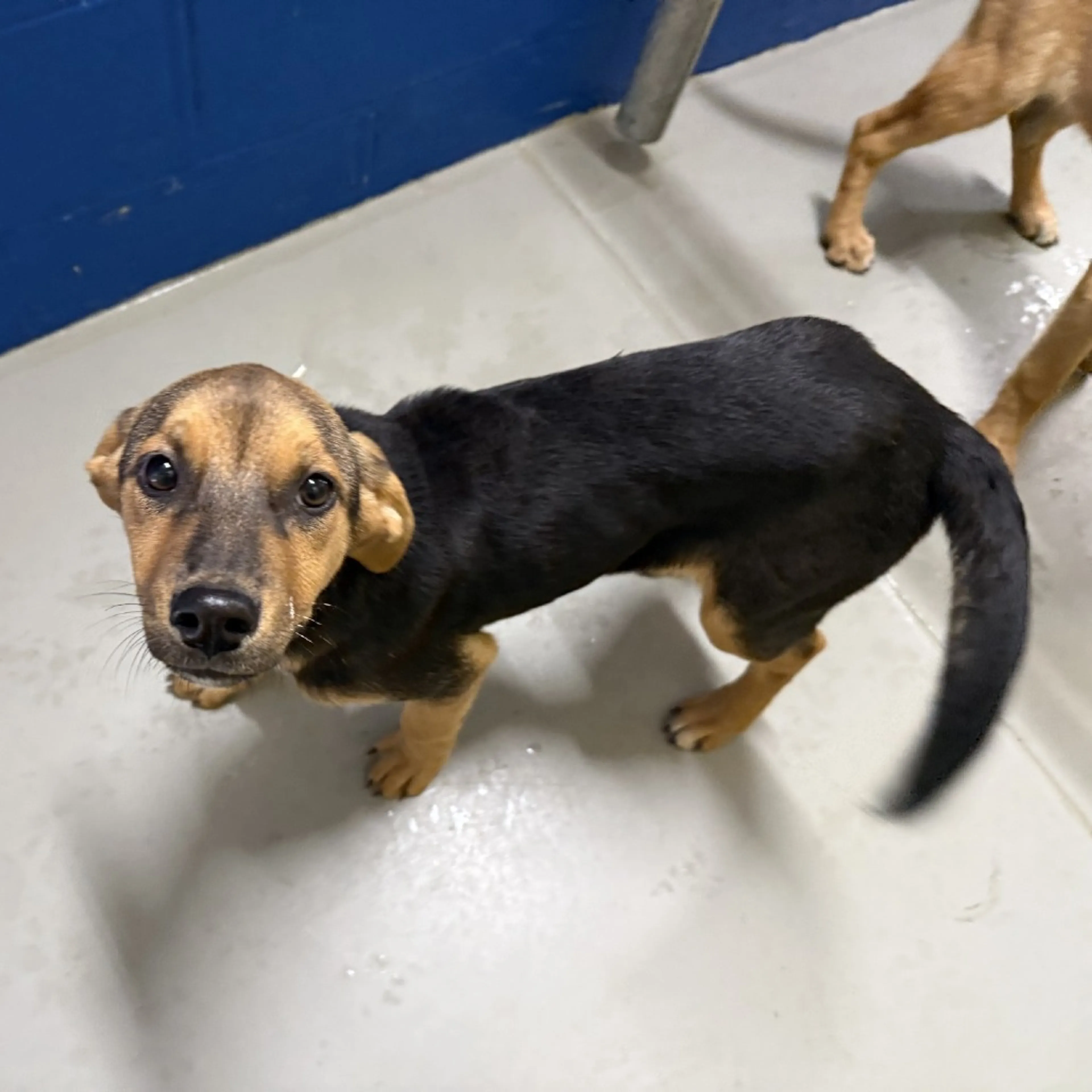 Found pet-1