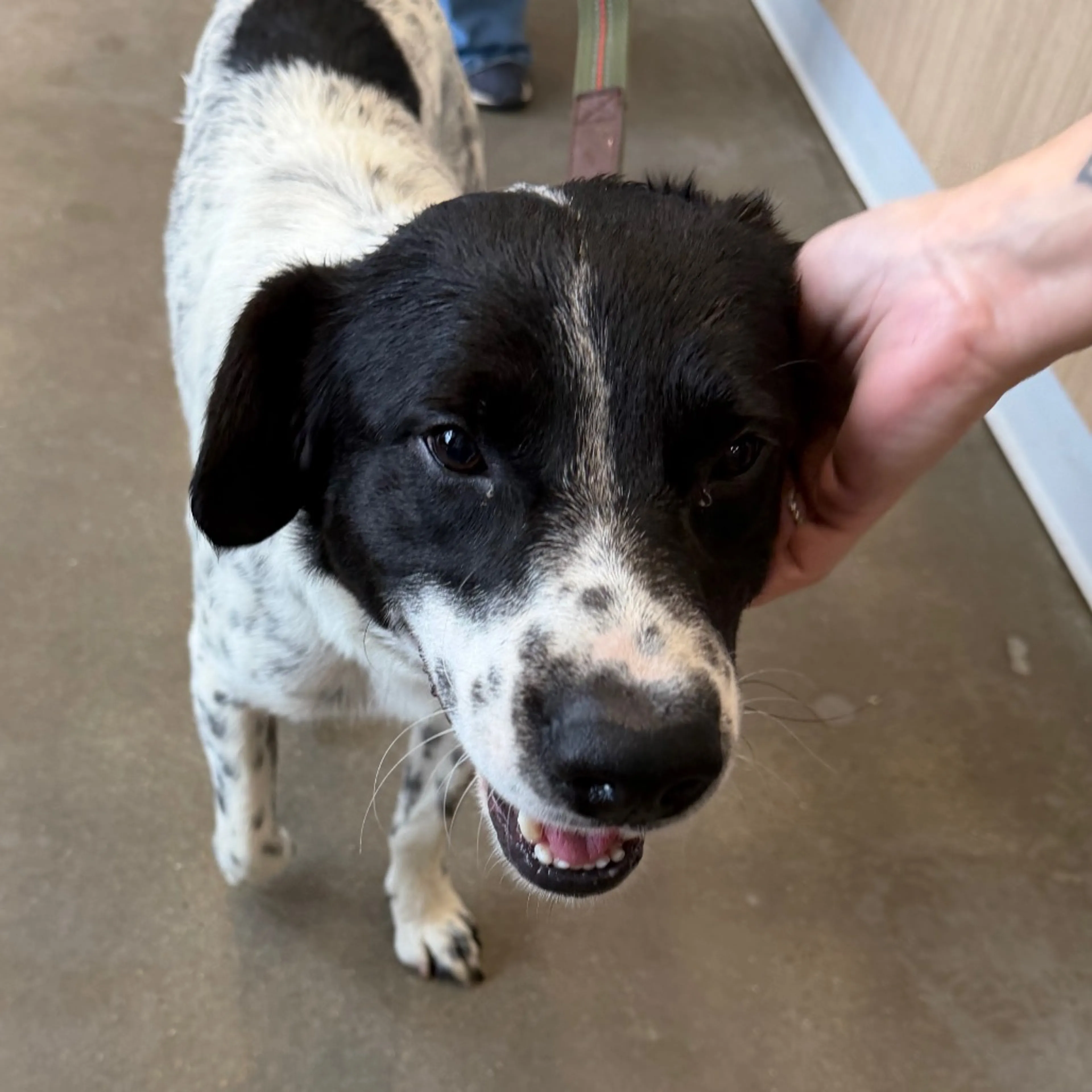 Found pet-1