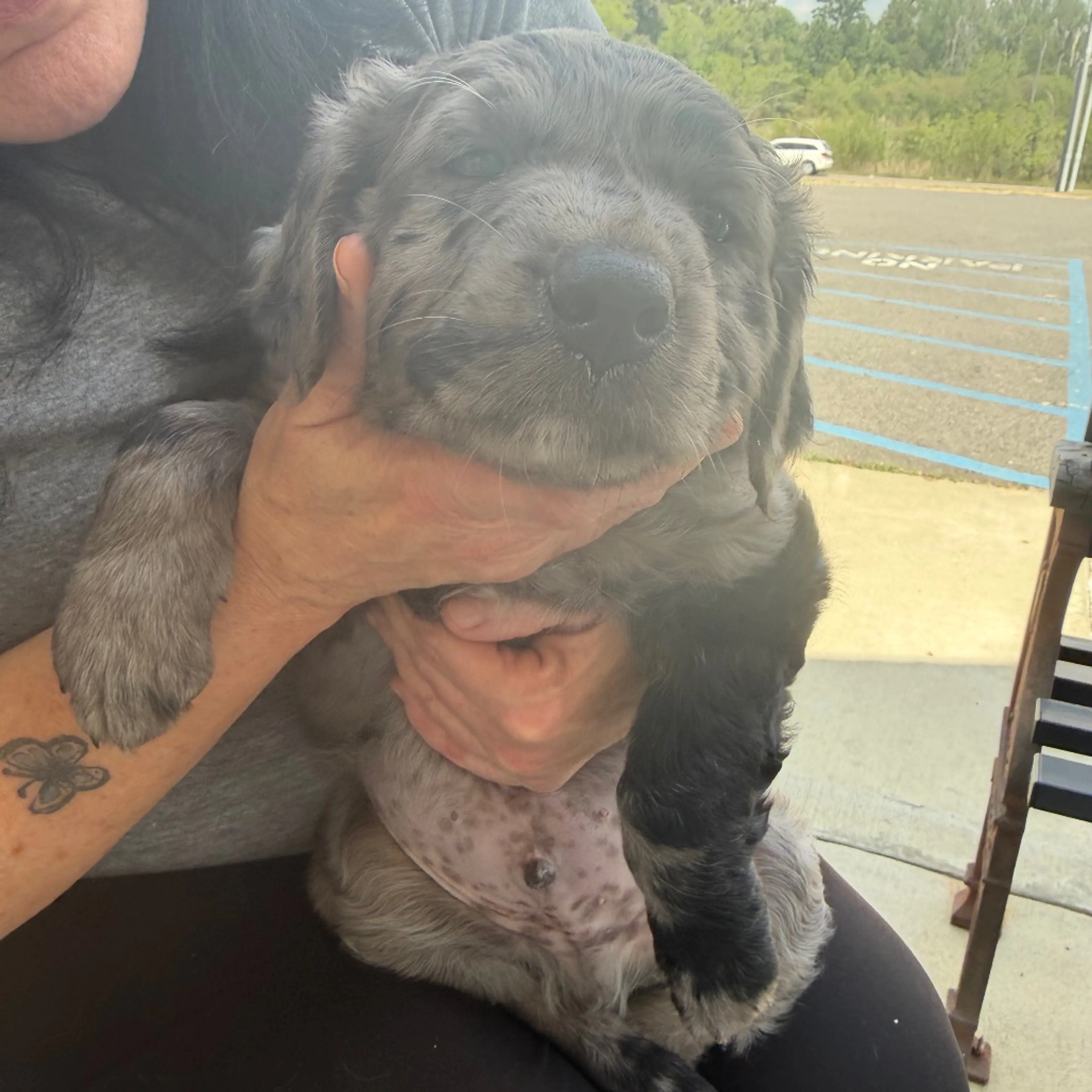 Found pet-1