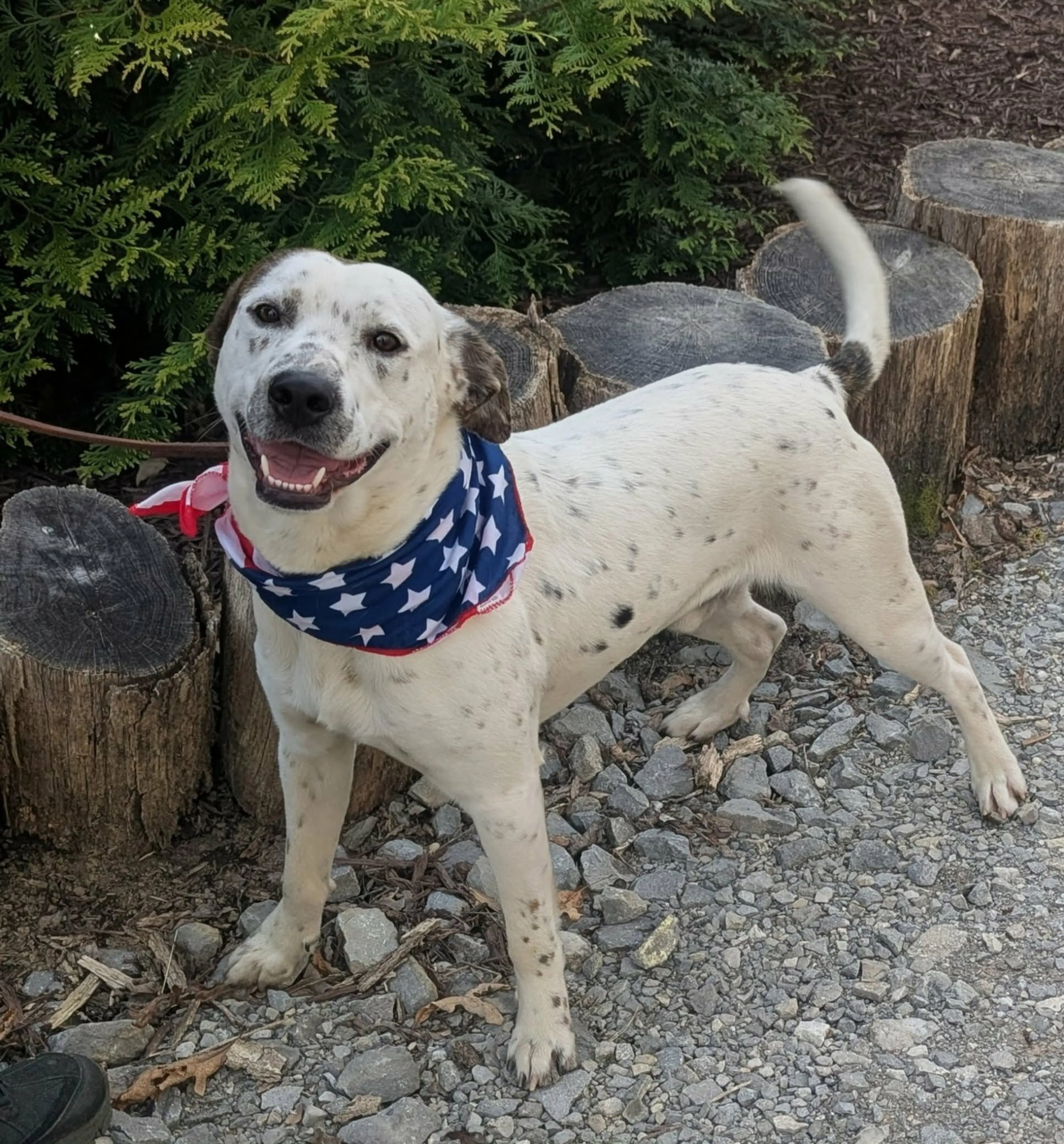 Found pet-1