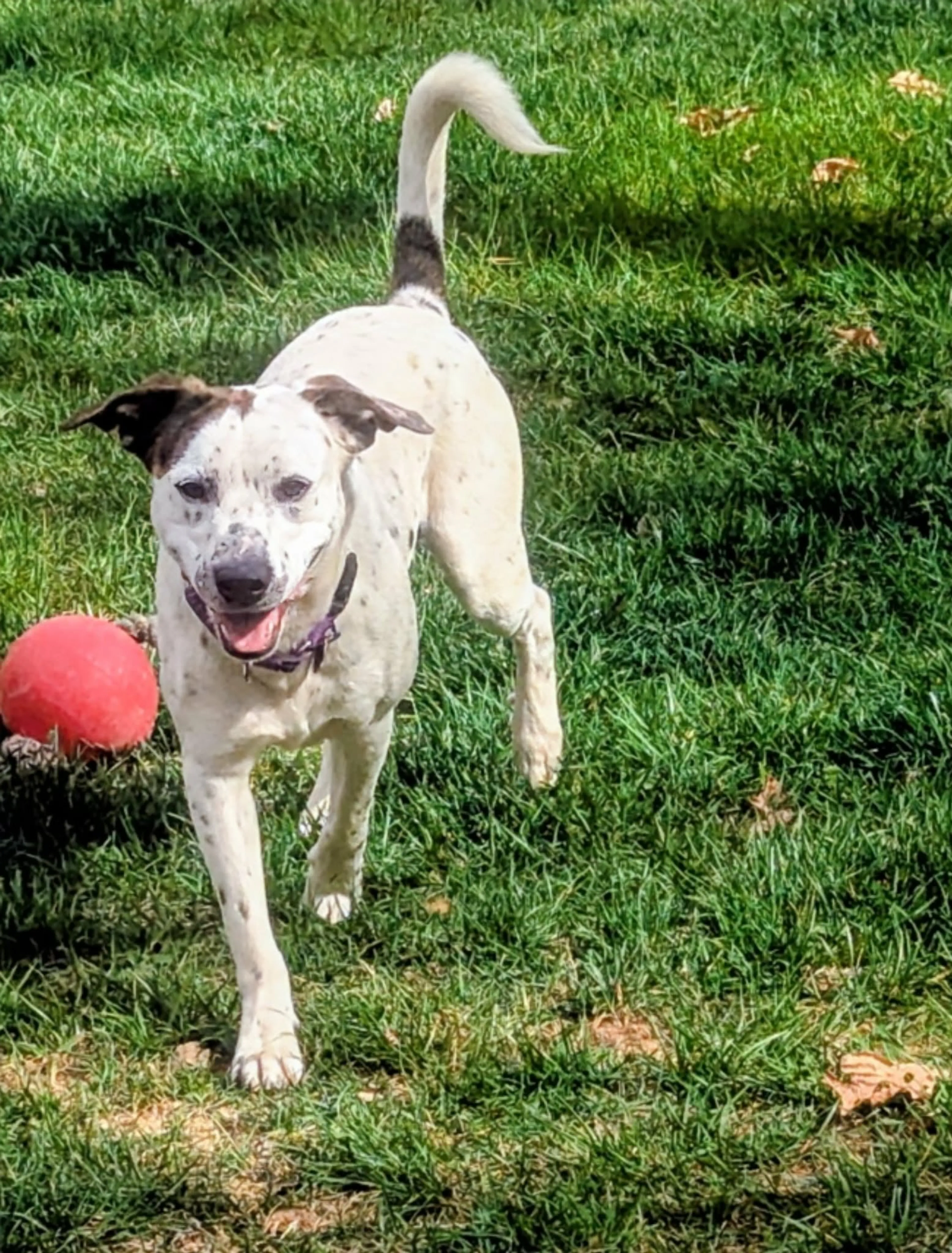 Found pet-2