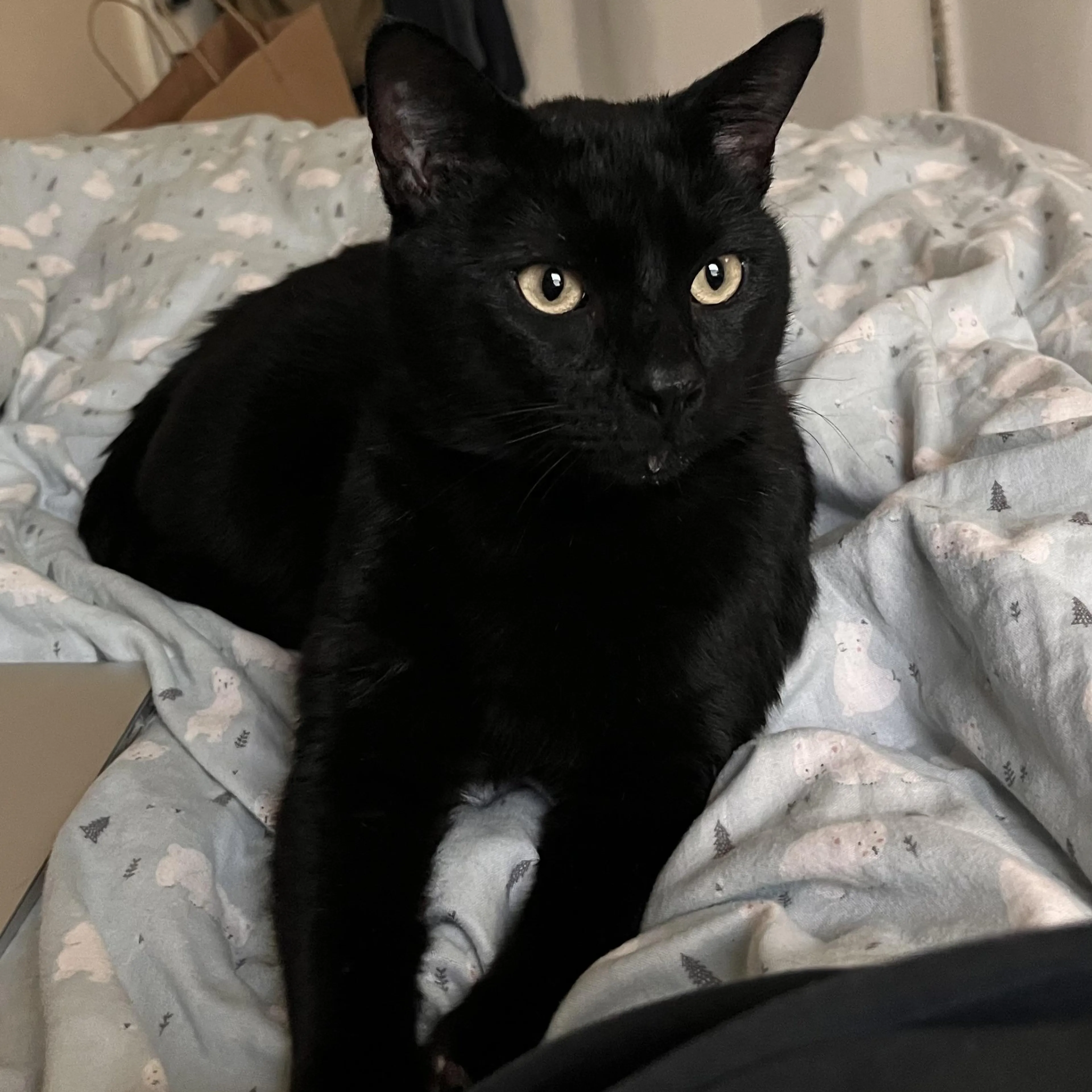 Found pet-0