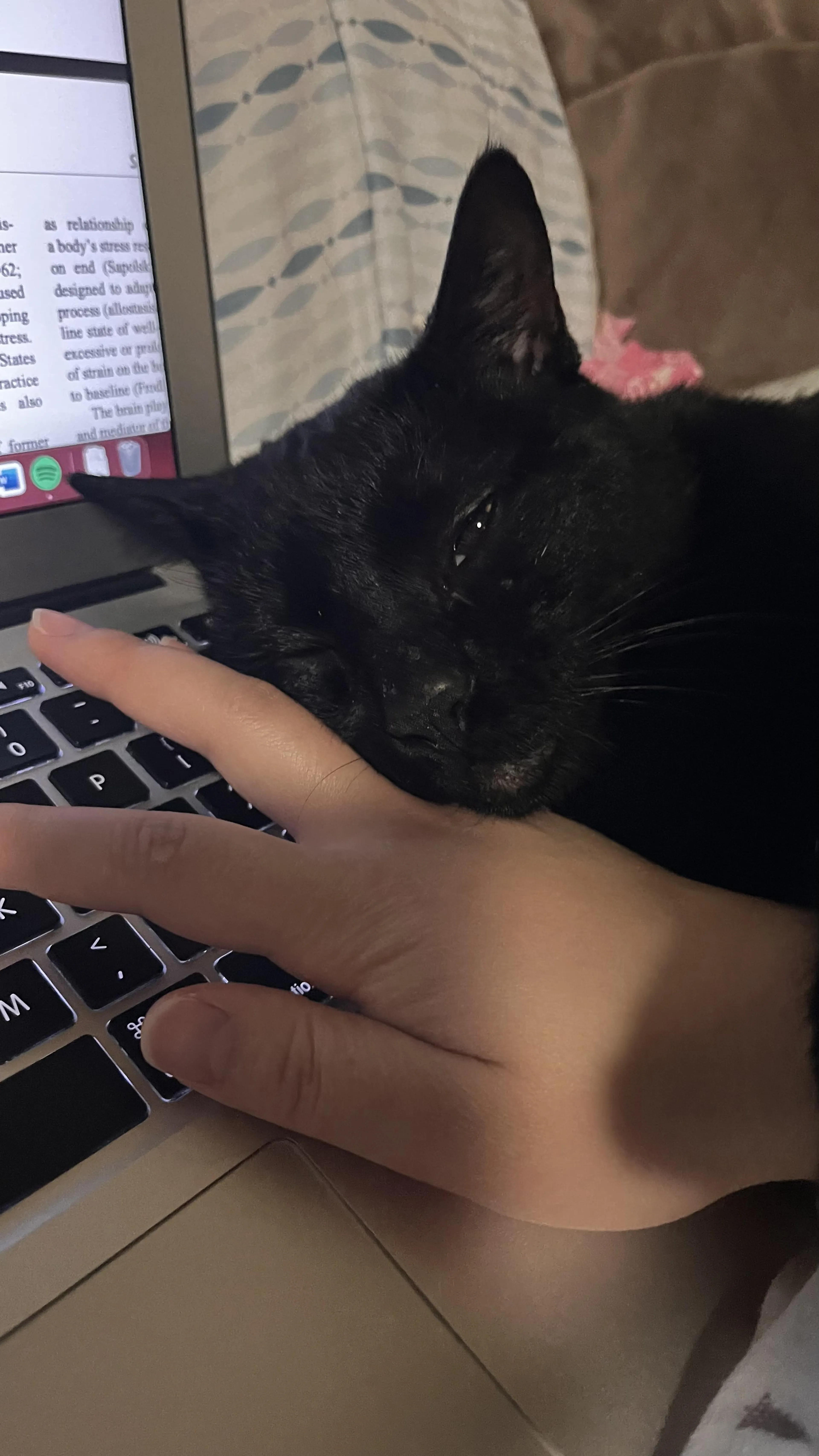 Found pet-1