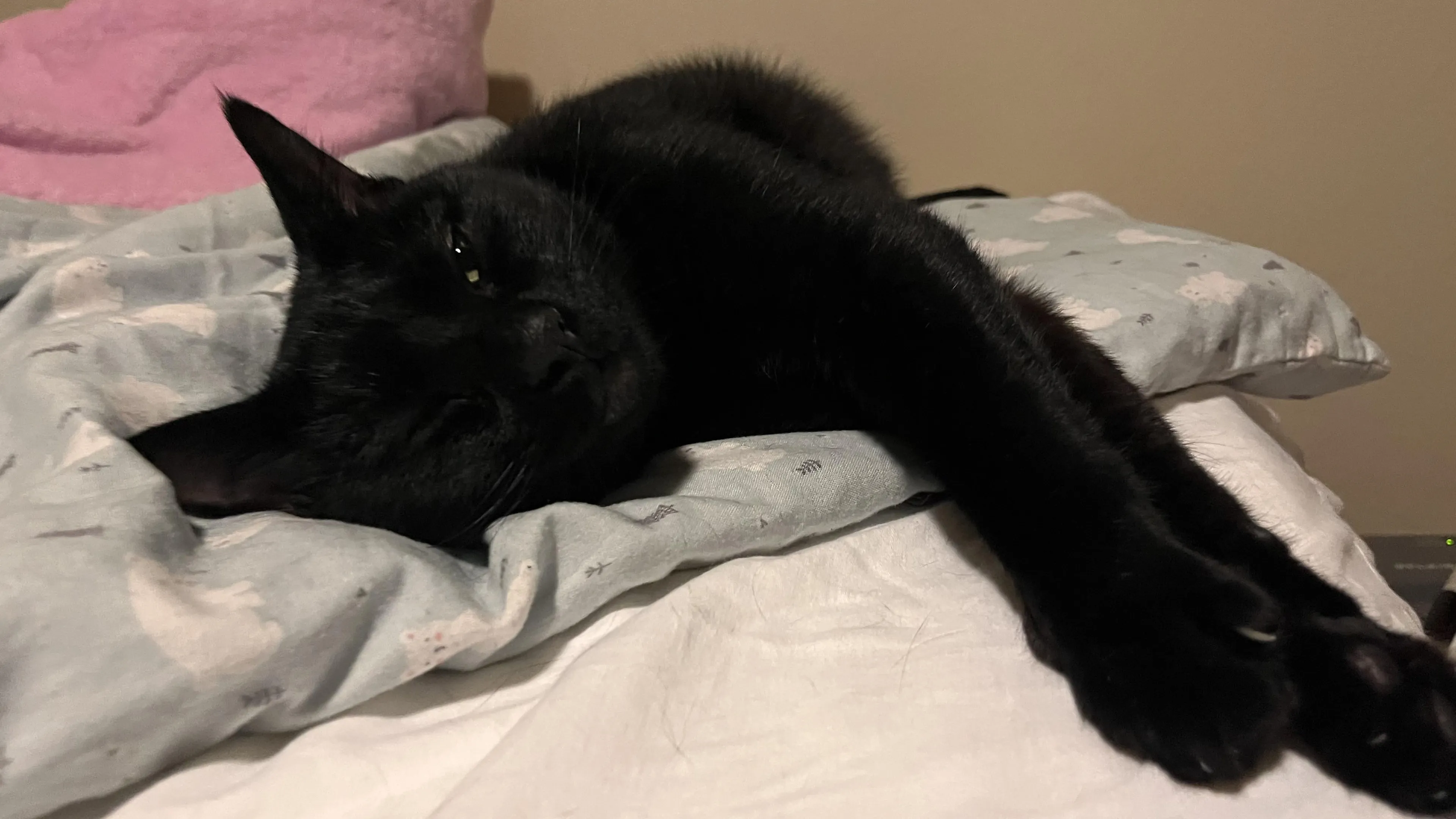 Found pet-3