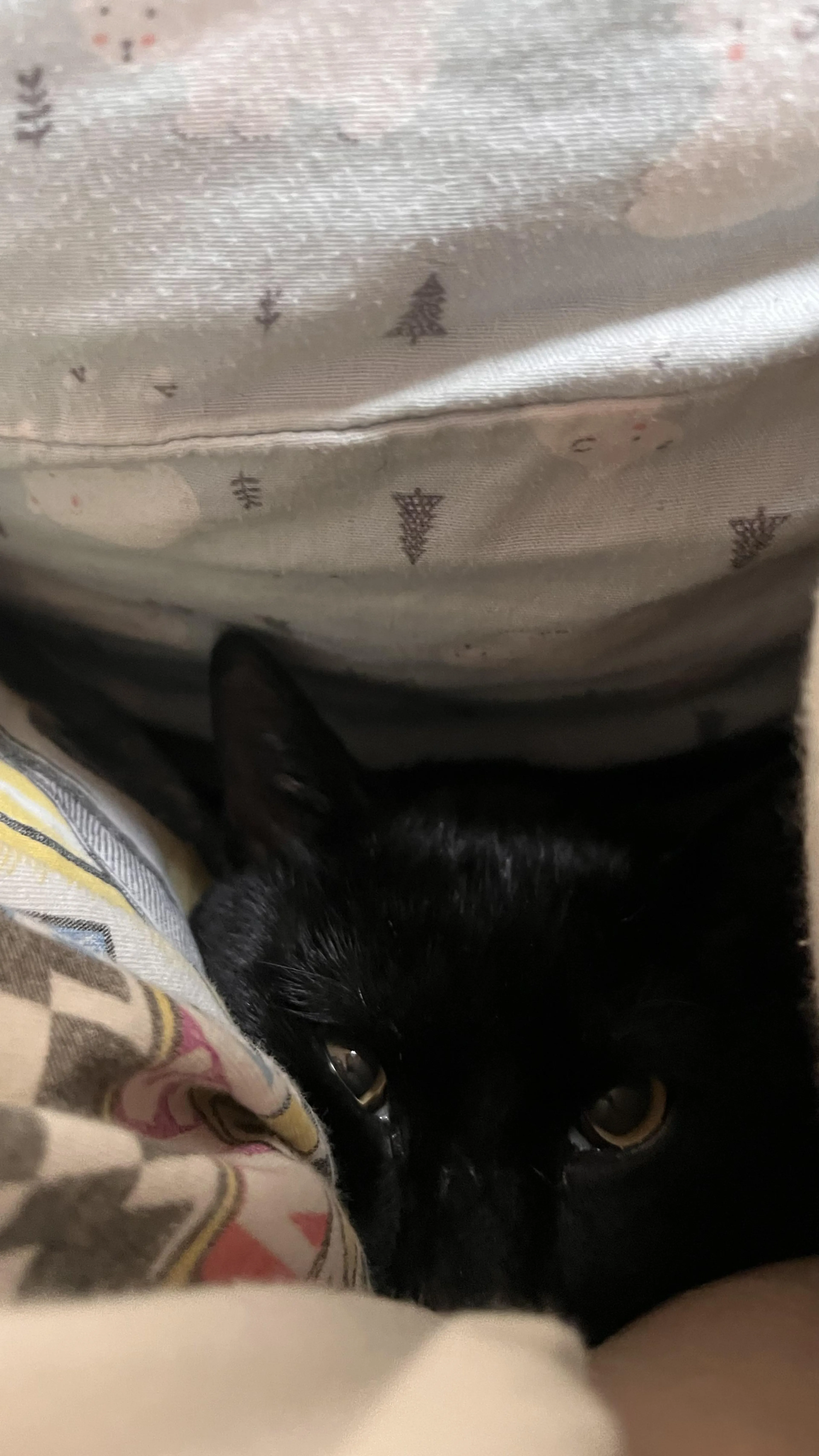 Found pet-2