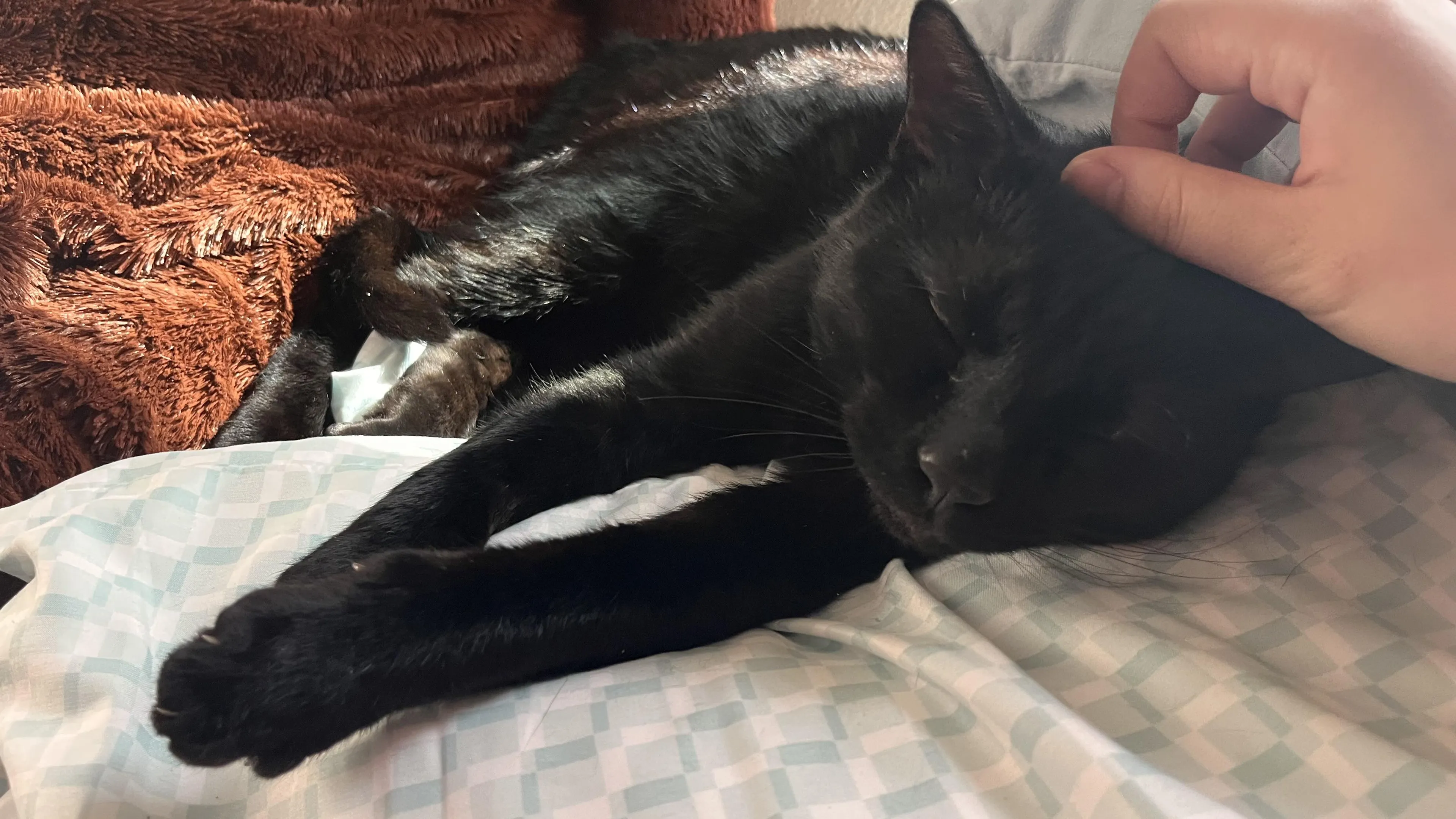 Found pet-4