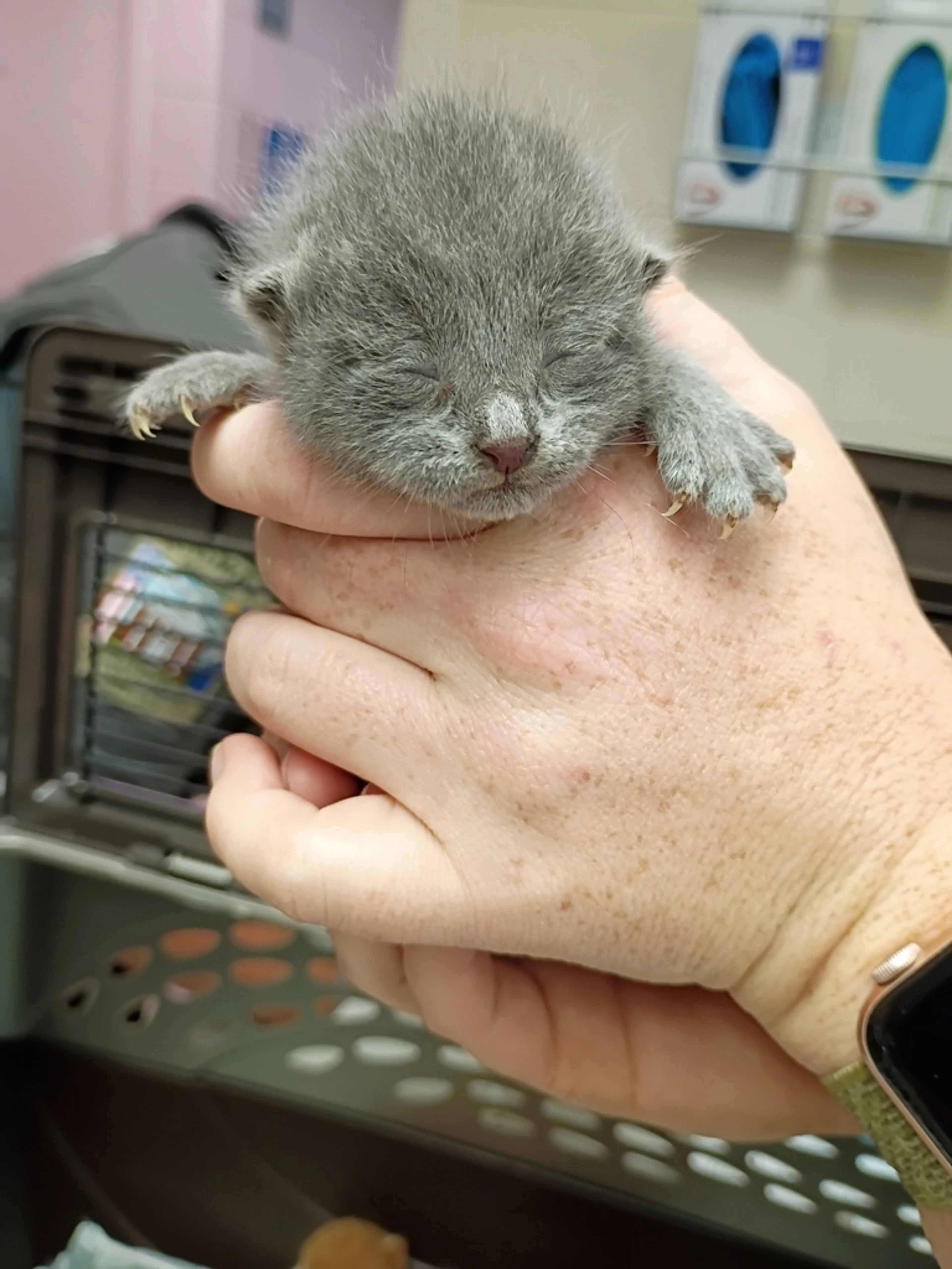 Found pet