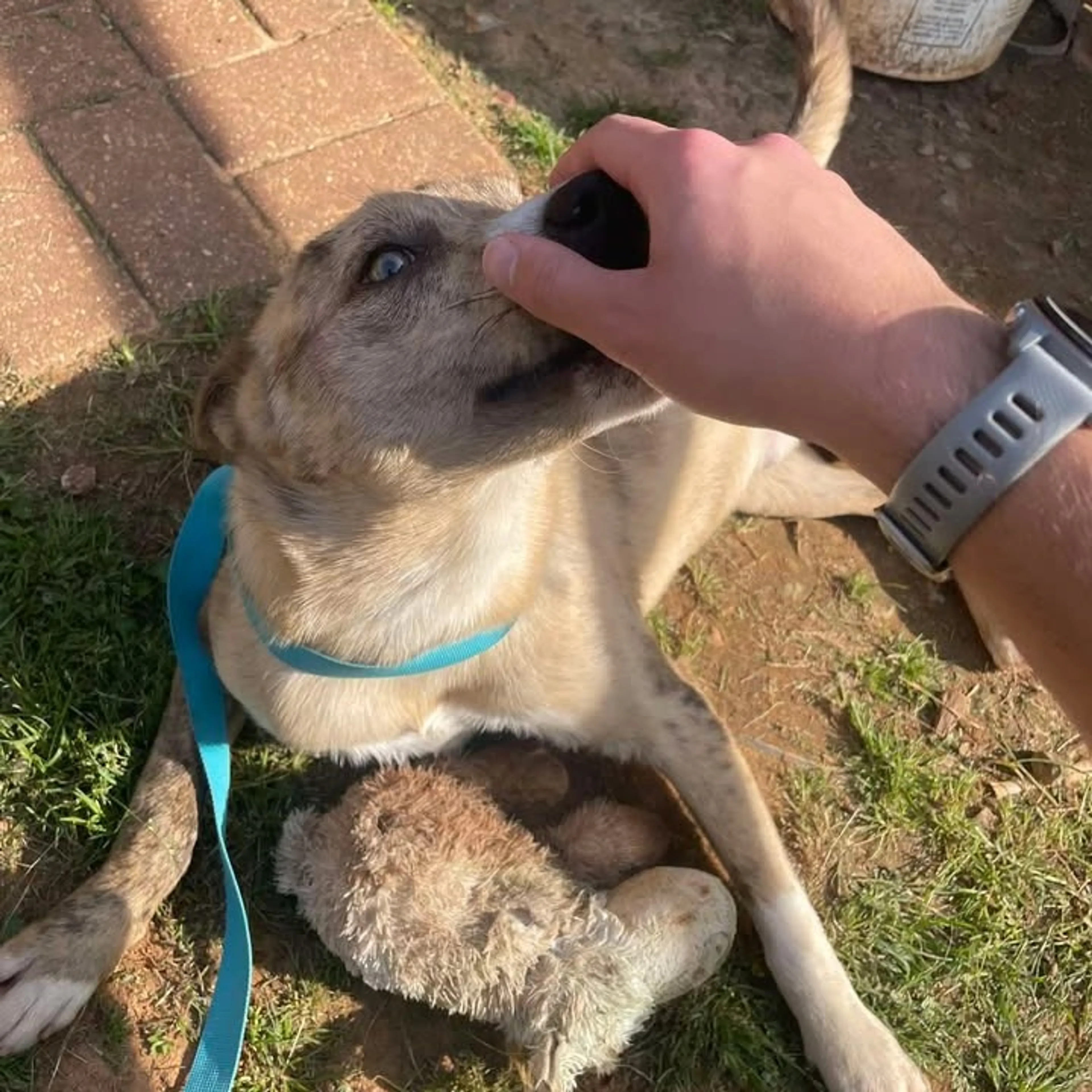 Found pet-10