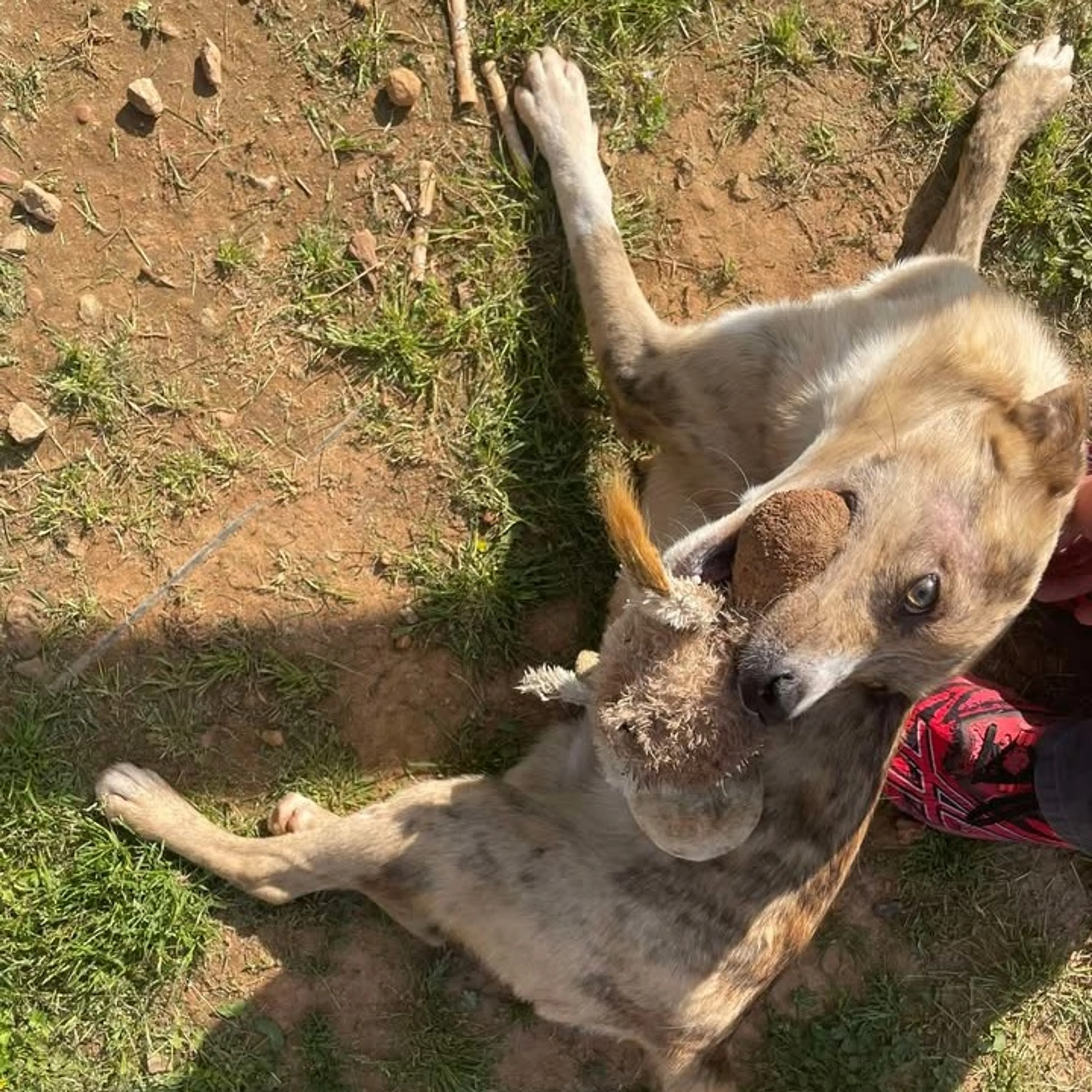 Found pet-6