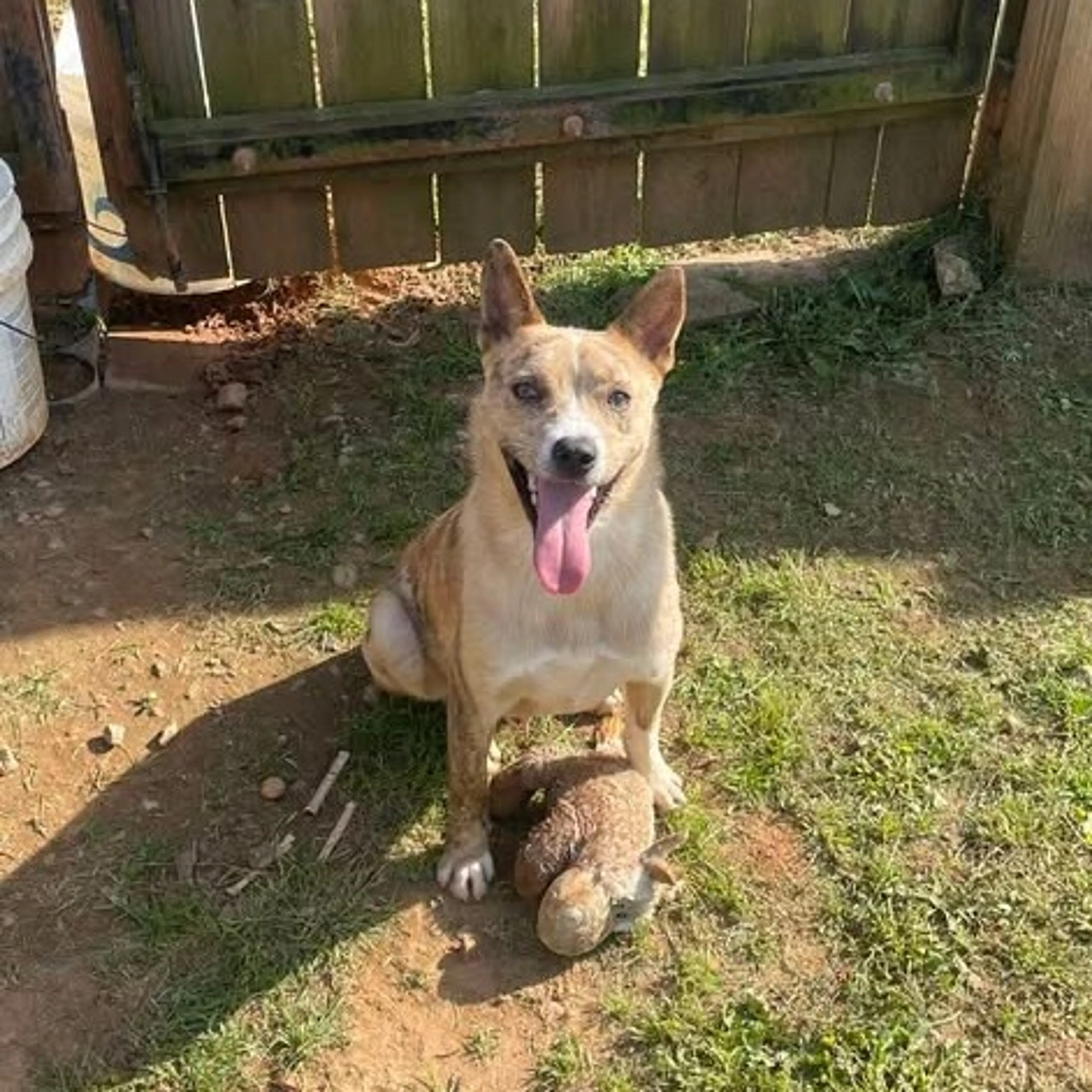 Found pet-8