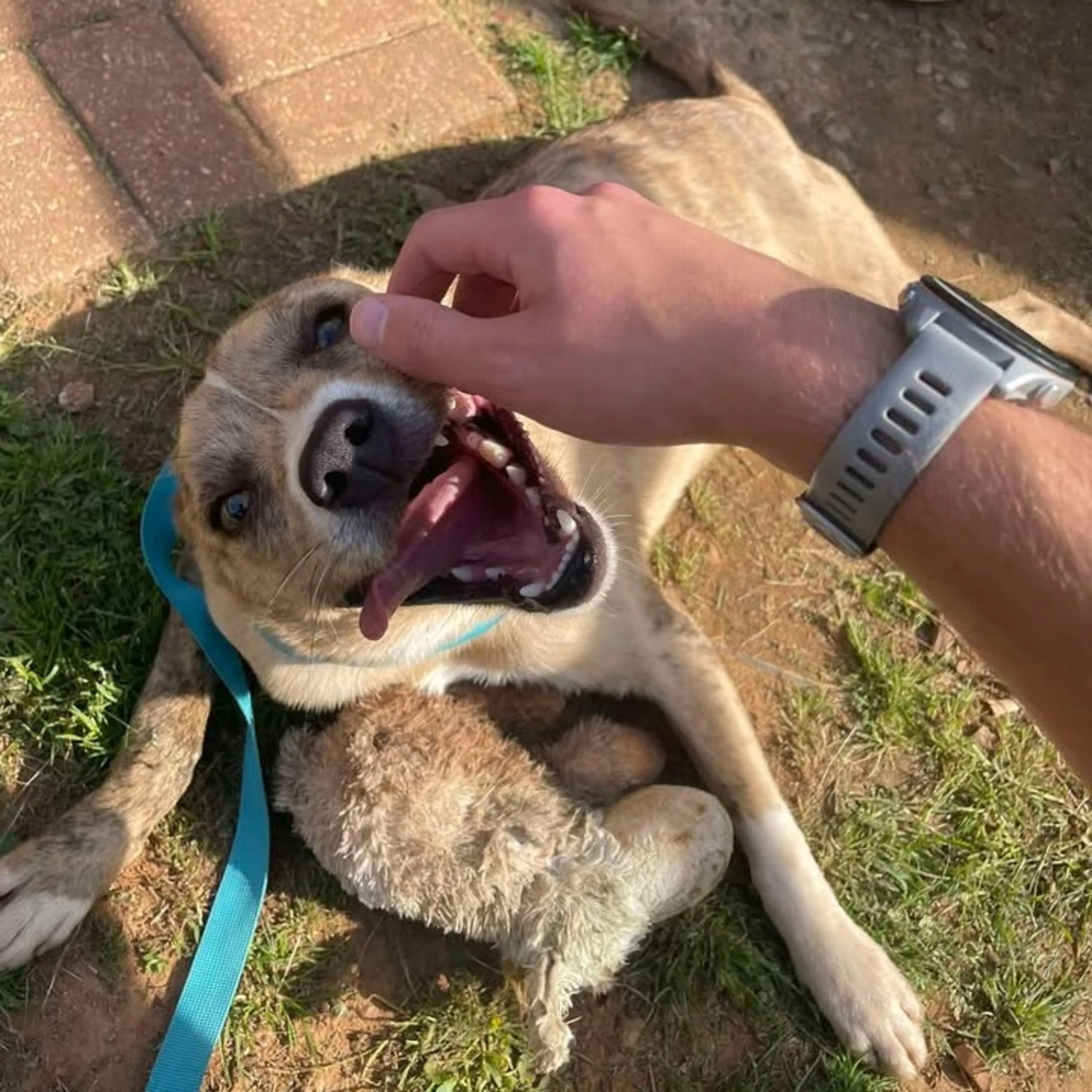 Found pet-12