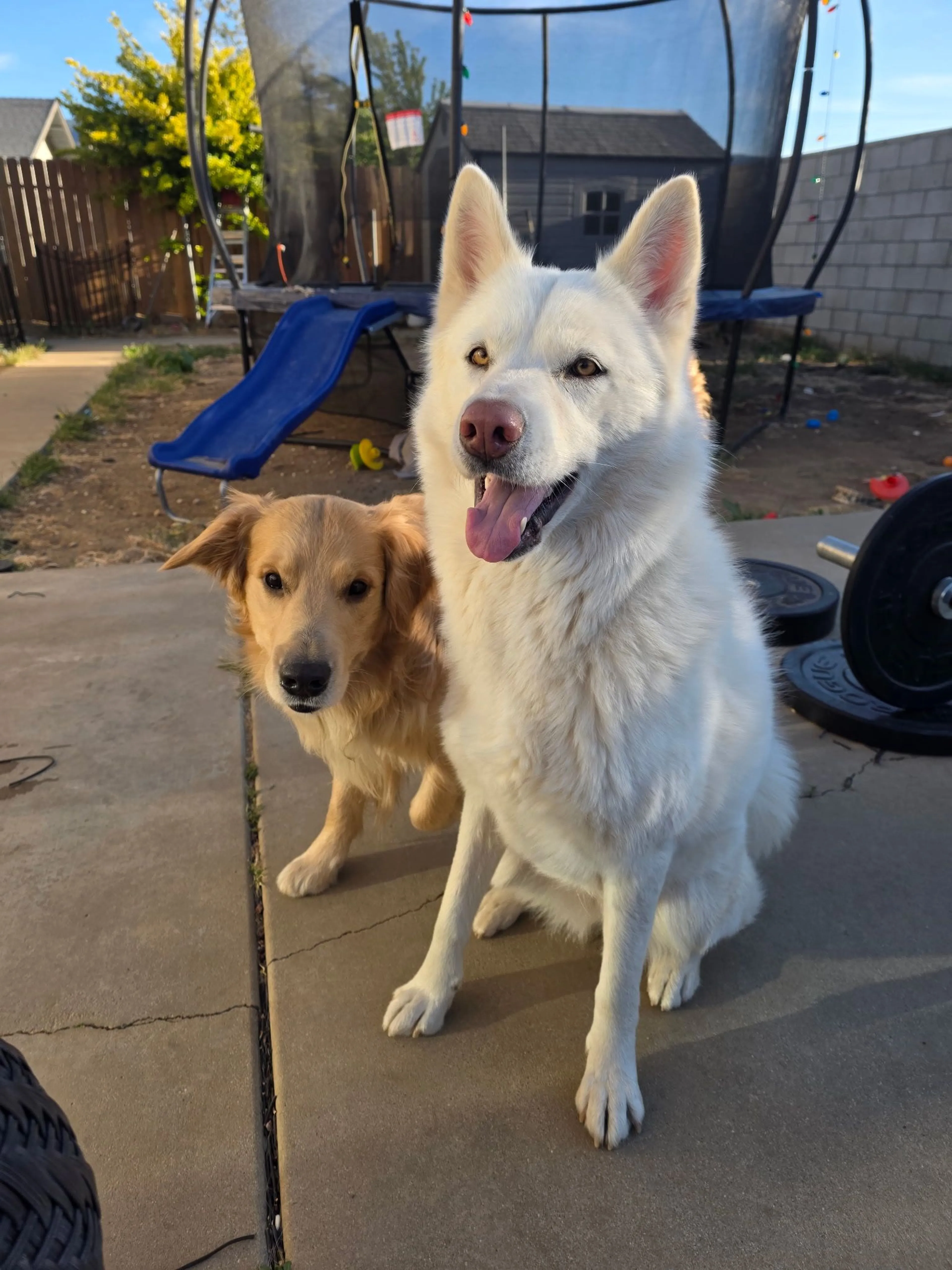 Lost pet