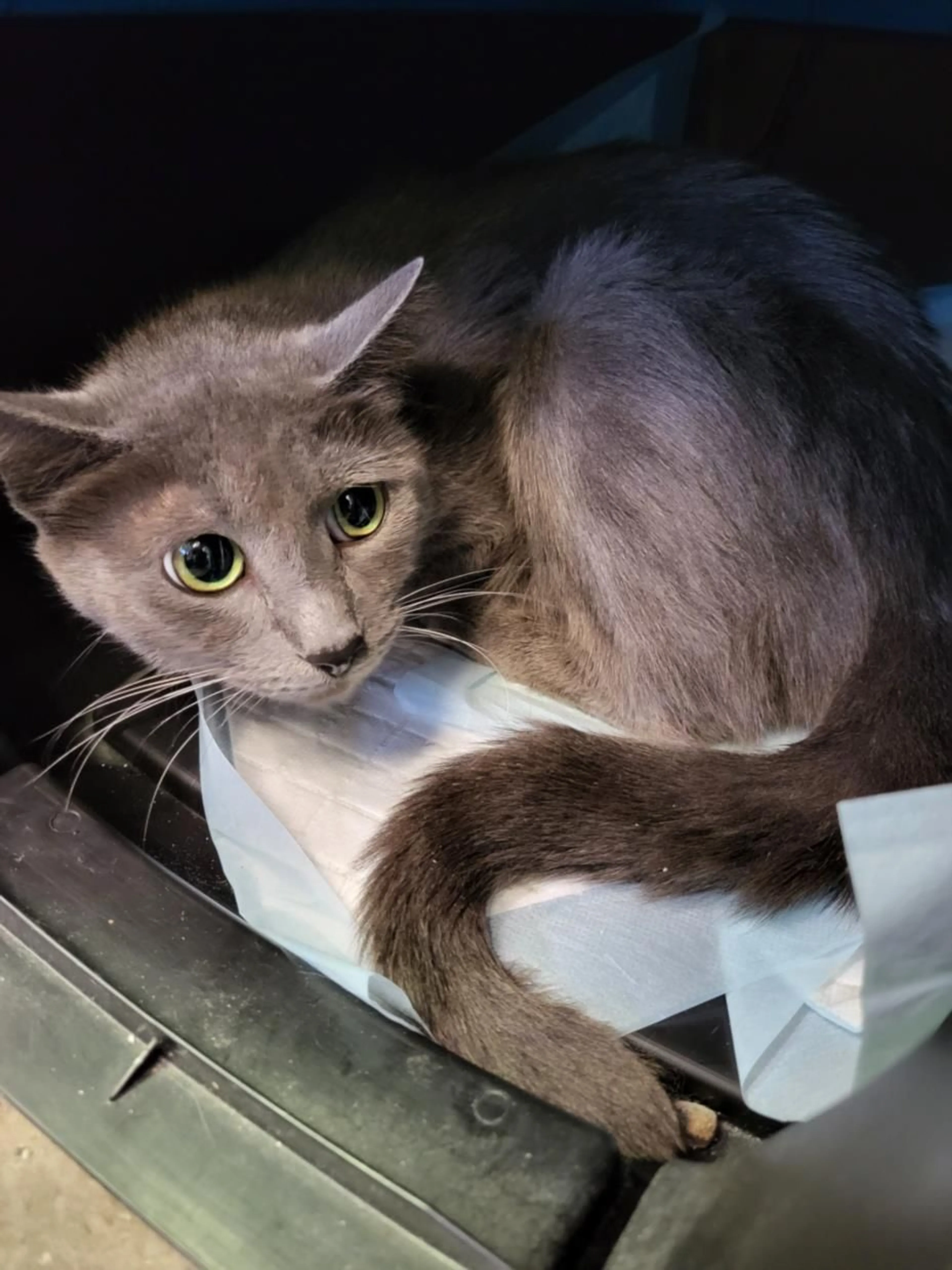 Found pet