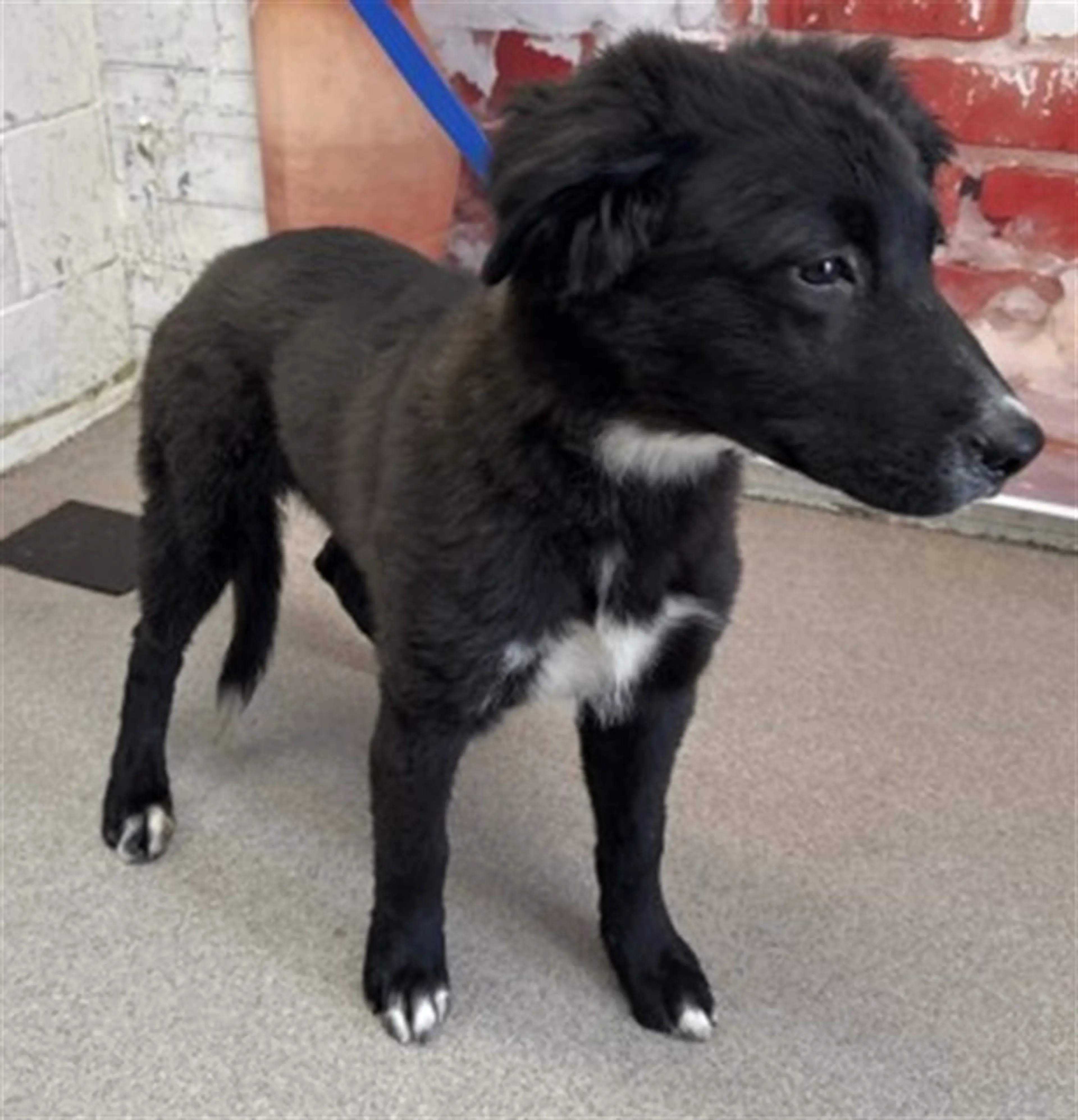 Found pet