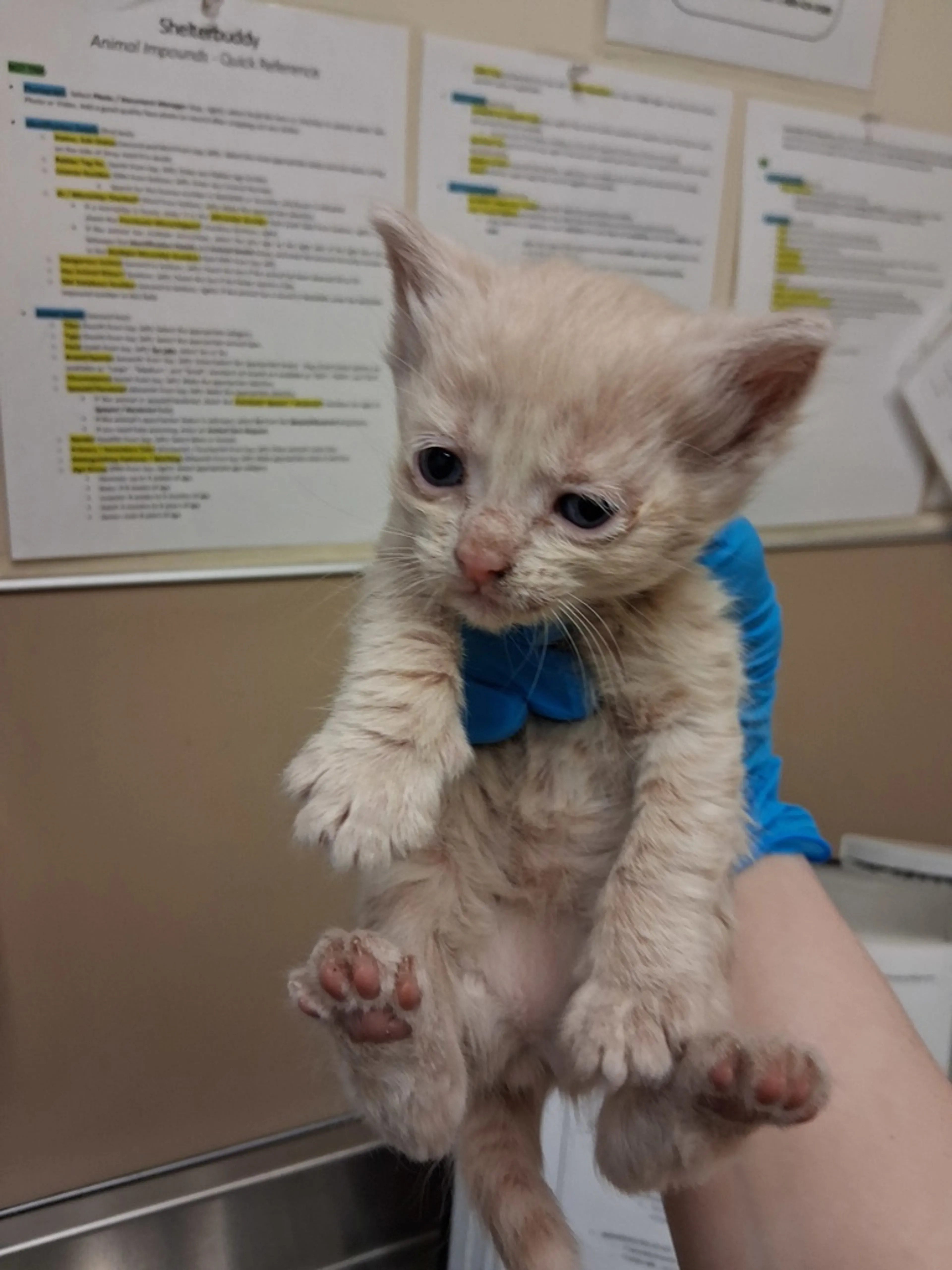 Found pet