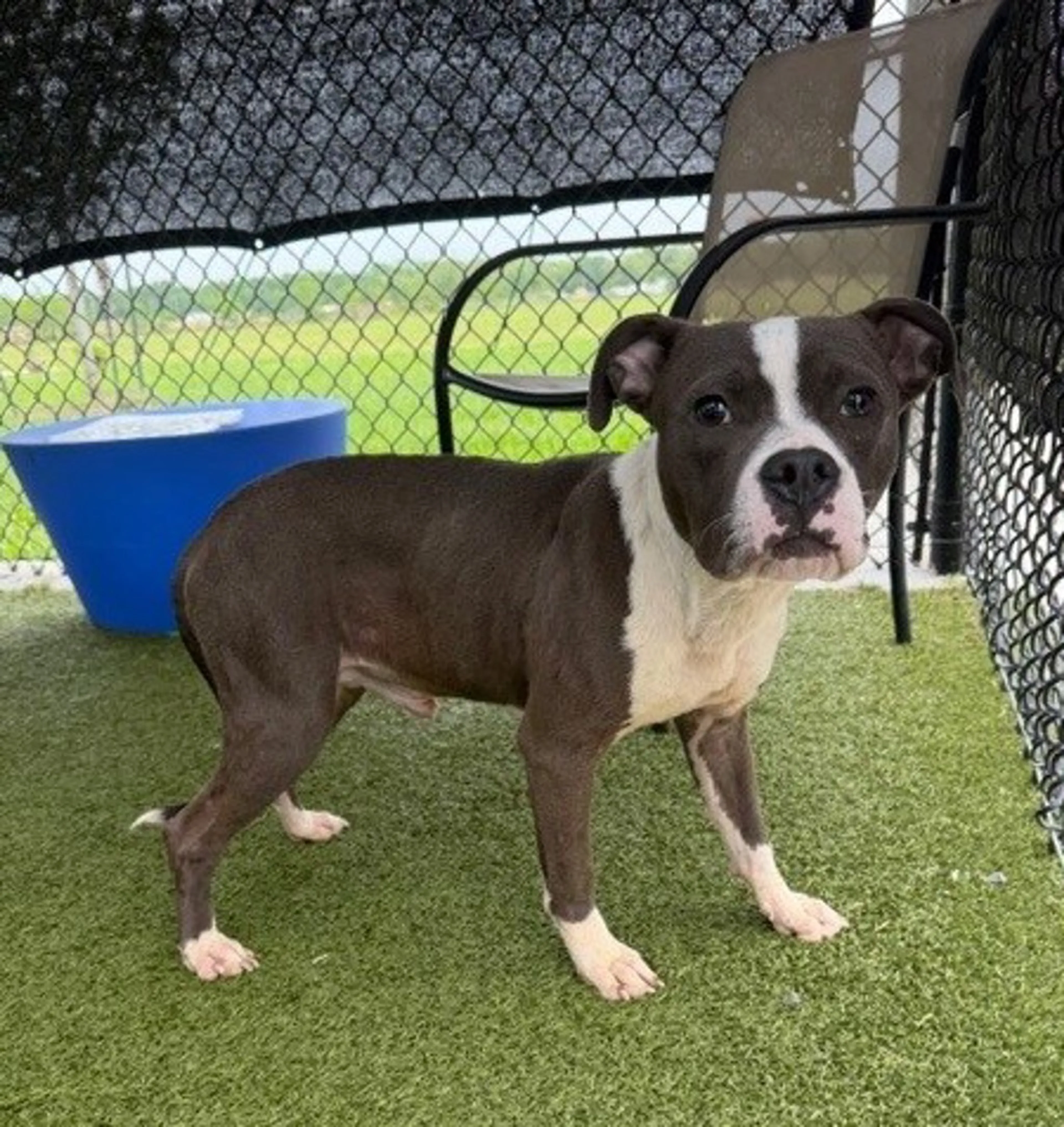 Found pet-1