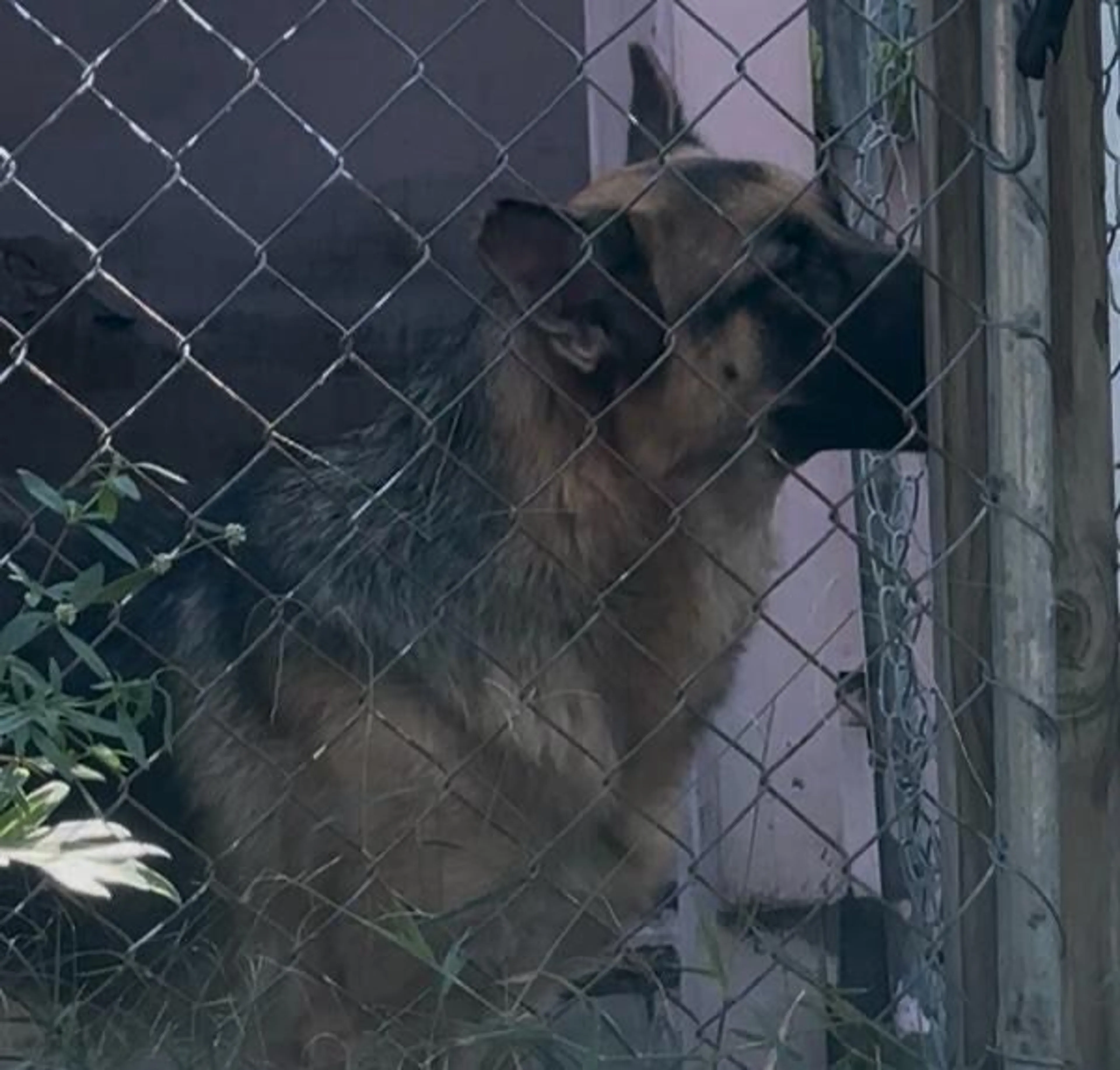 Lost pet-1