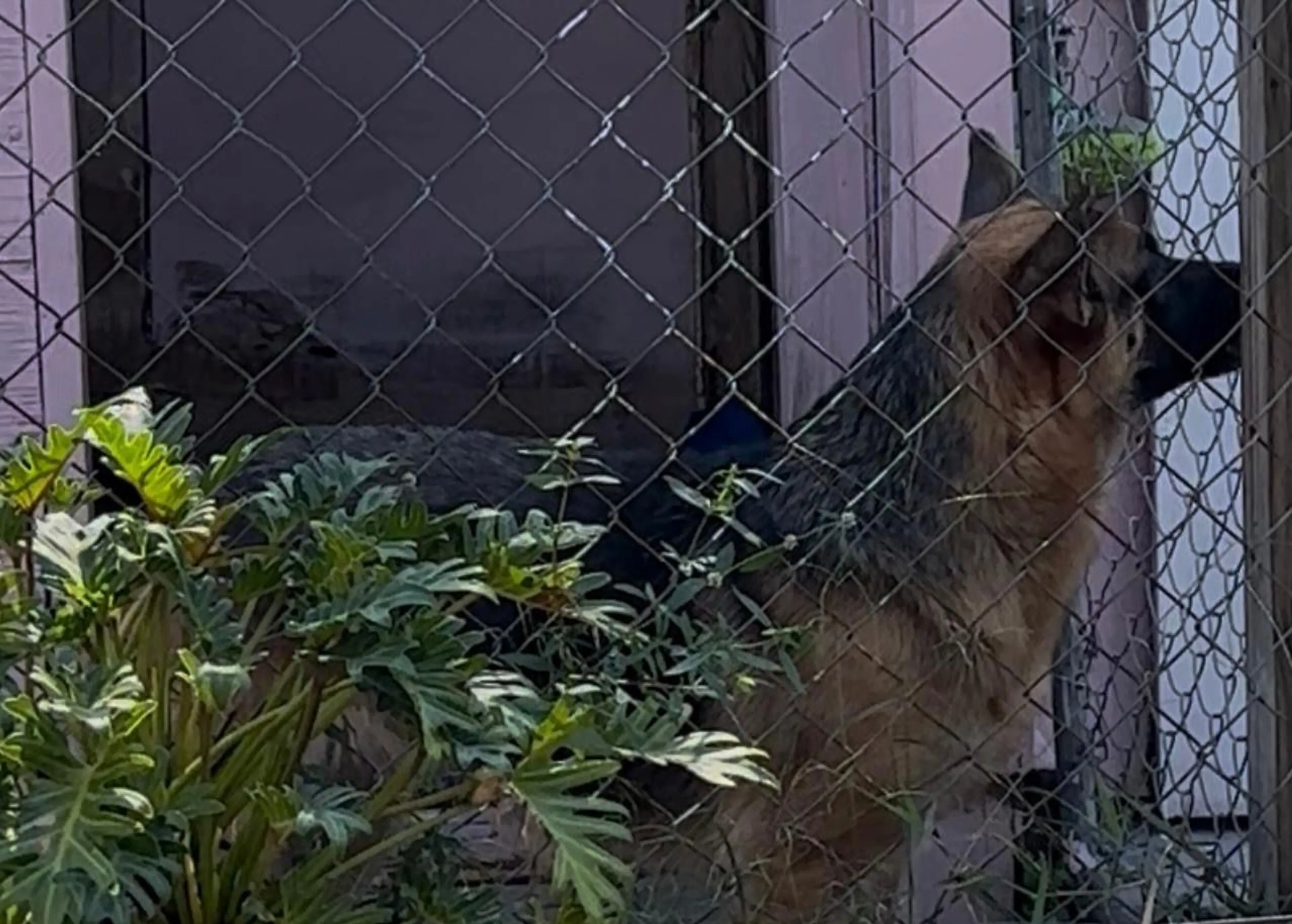 Lost pet-0