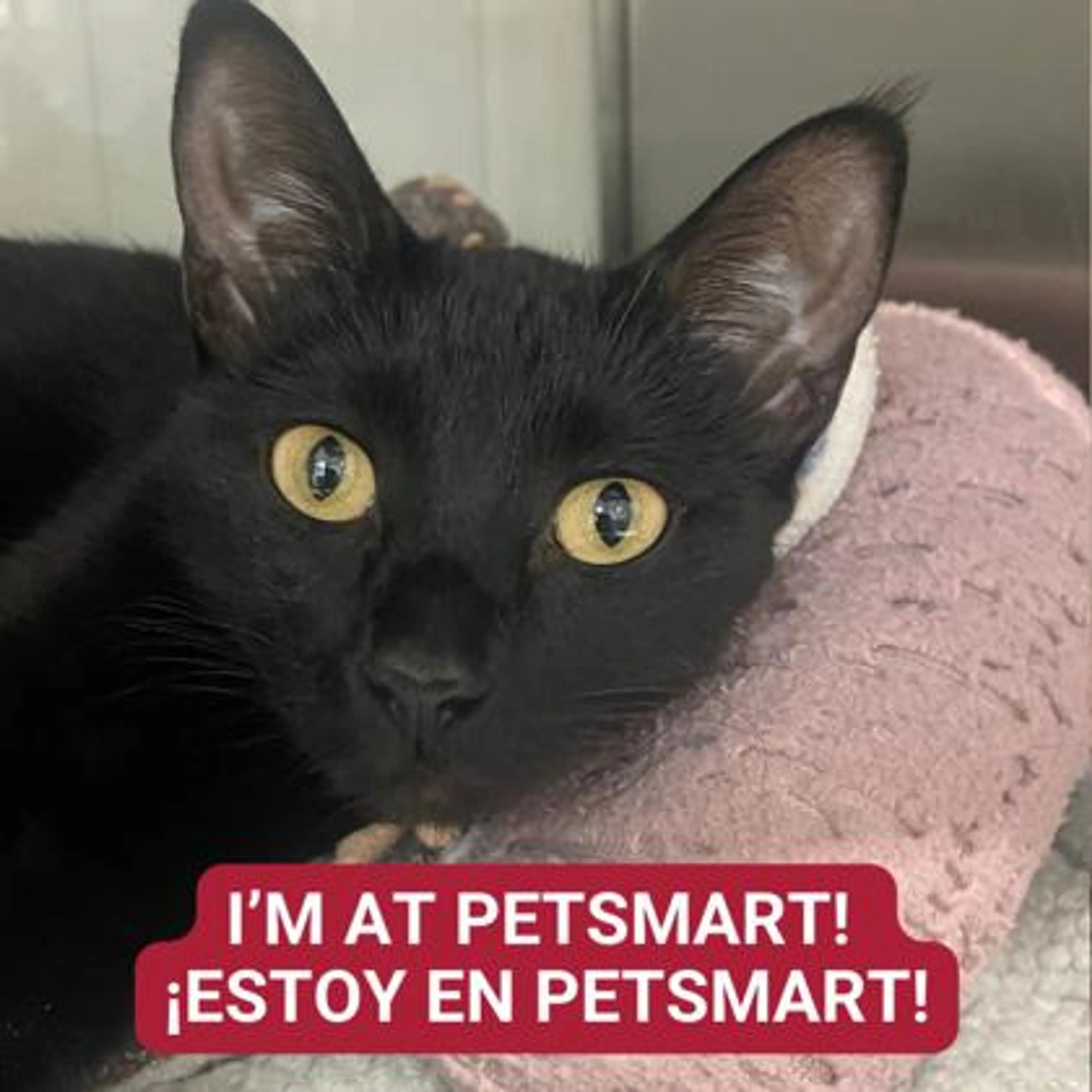 Found pet-0