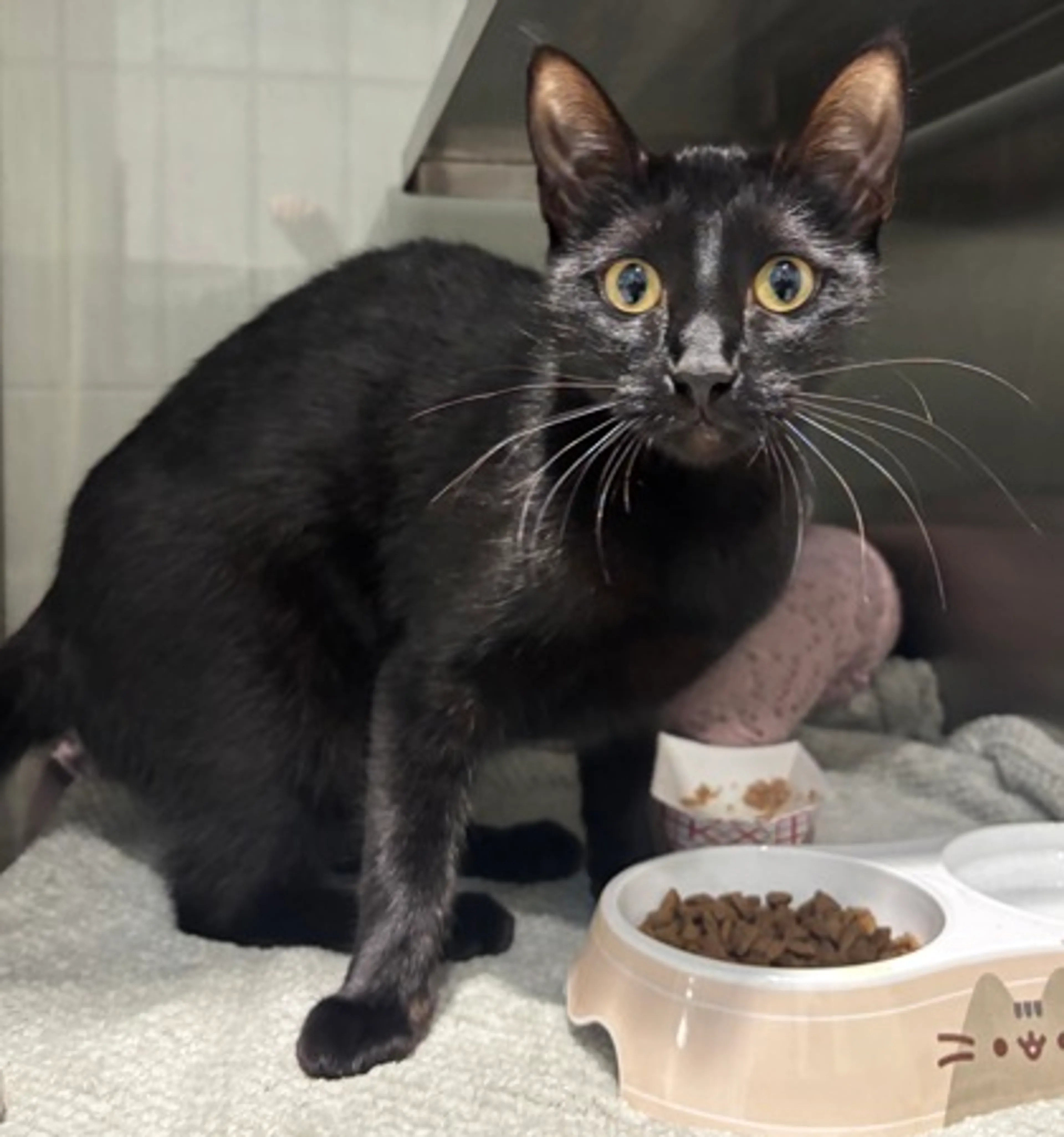Found pet-1