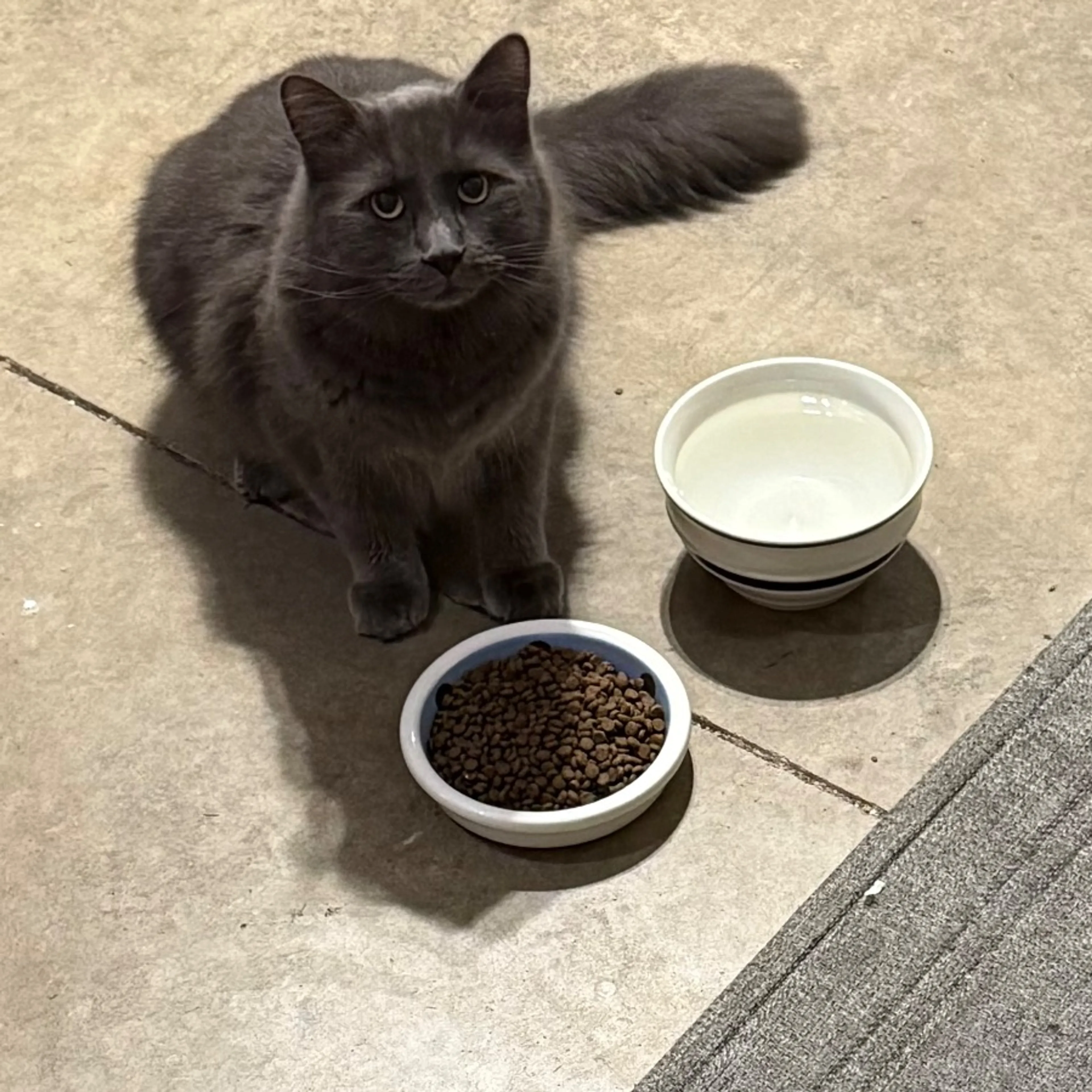 Found pet