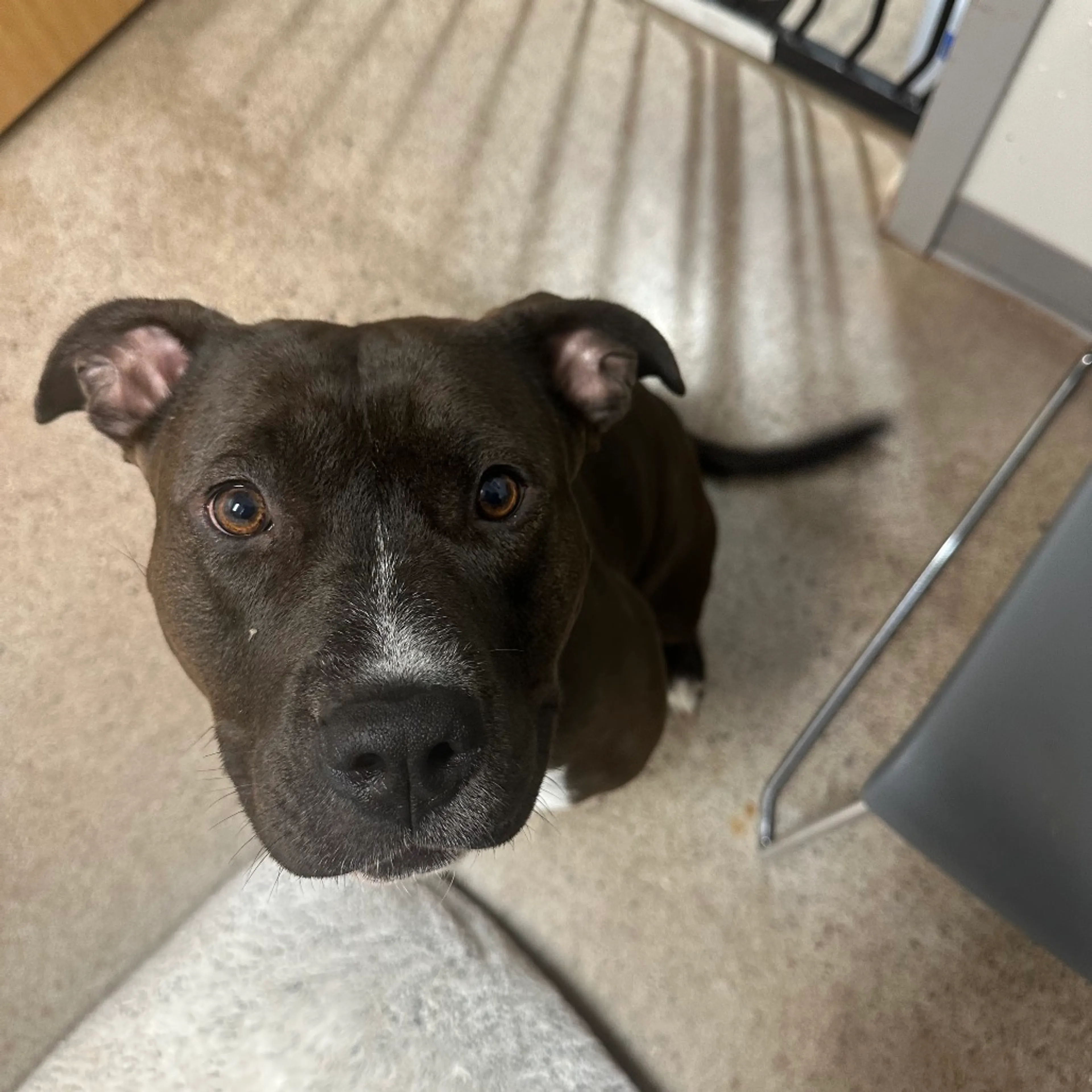 Found pet-4