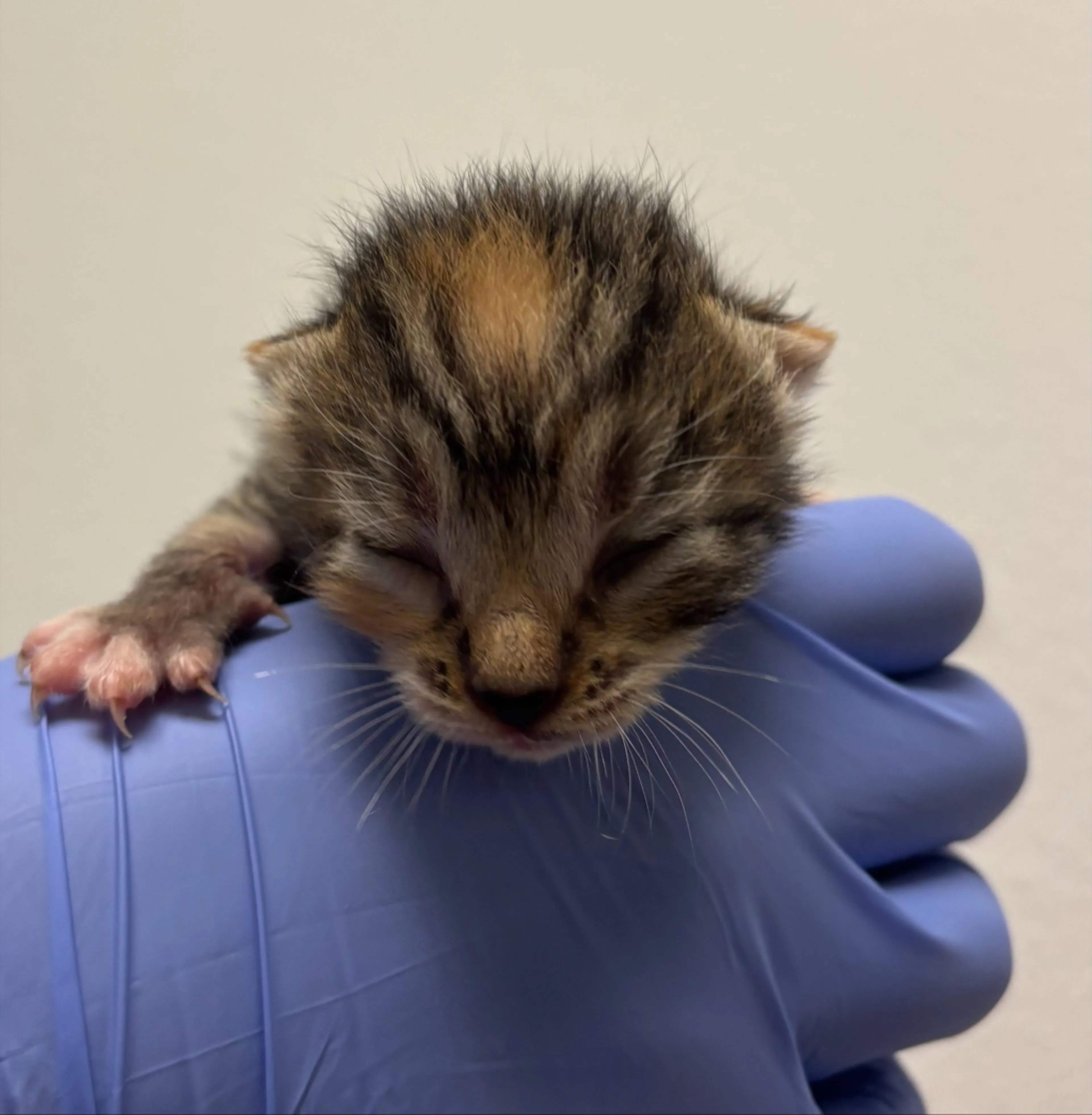 Found pet-1