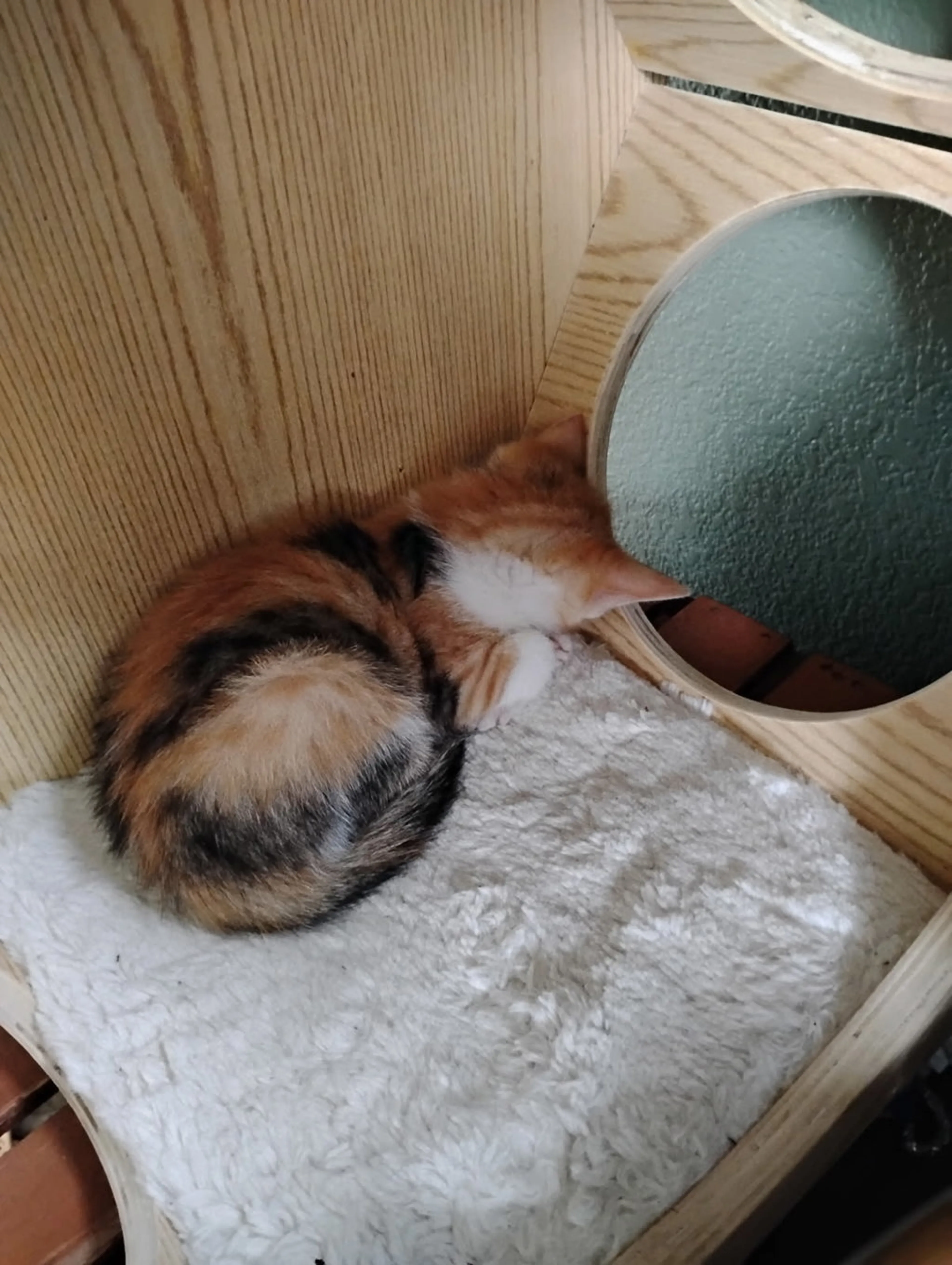 Found pet-1