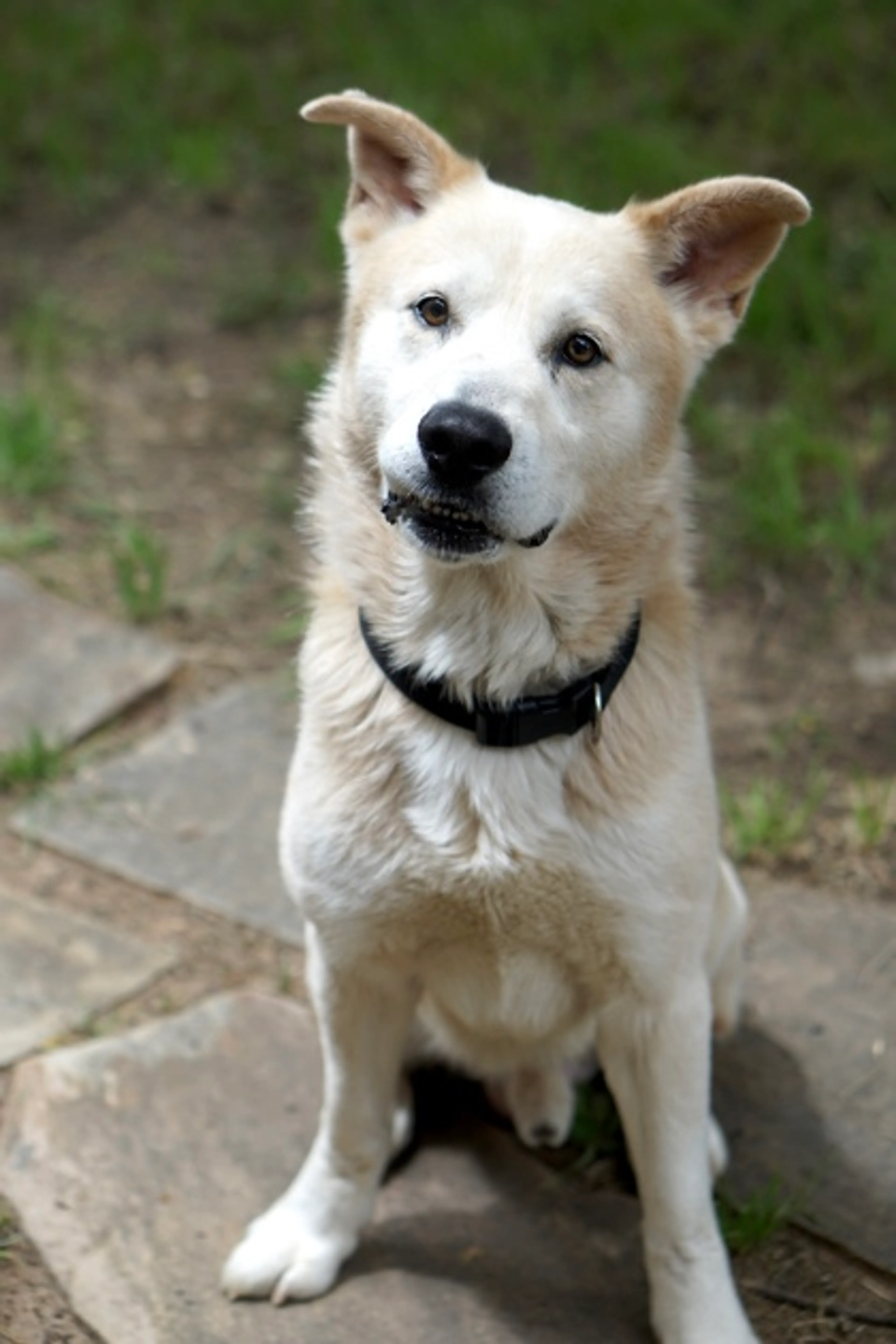 Found pet-1