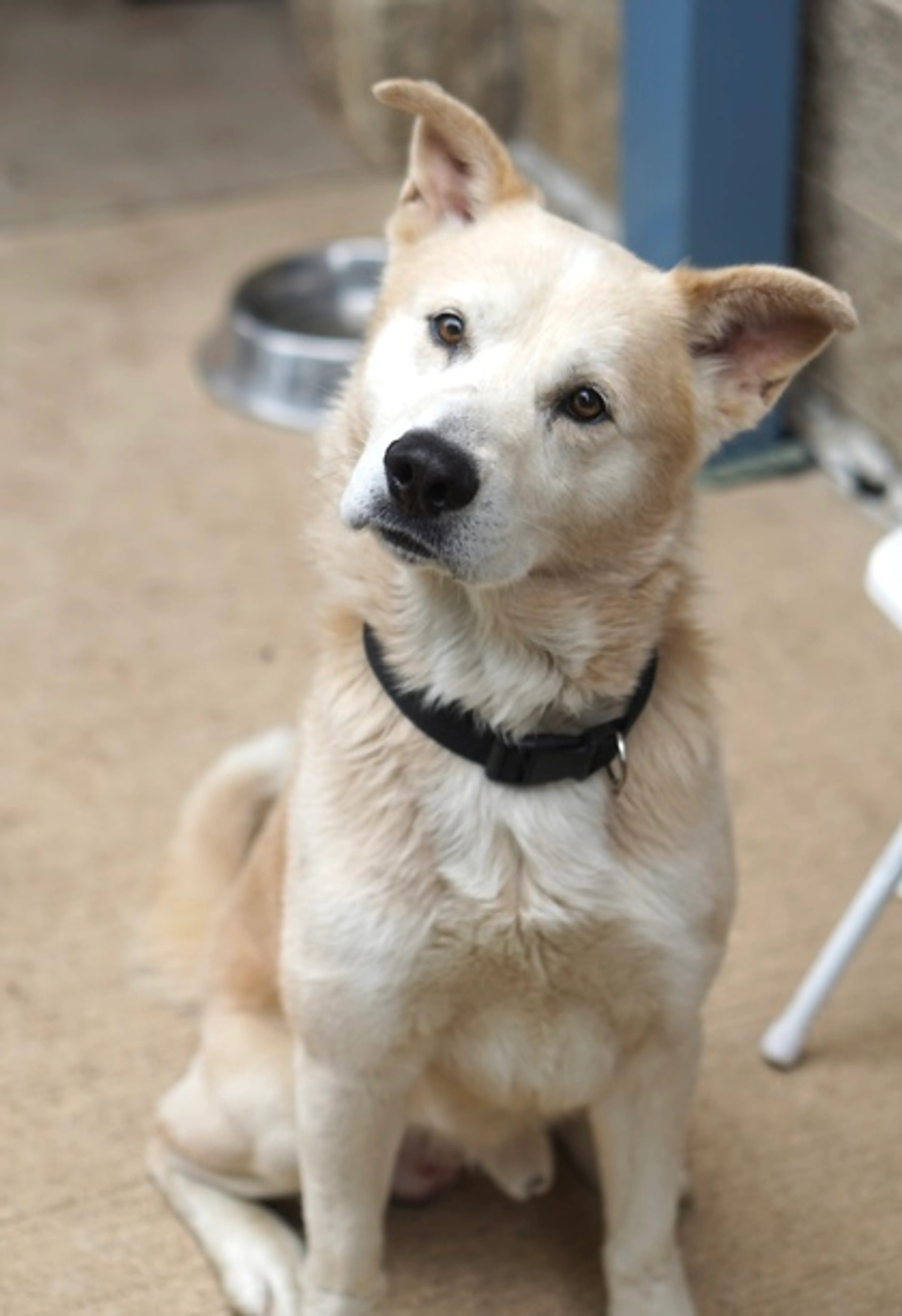 Found pet-2