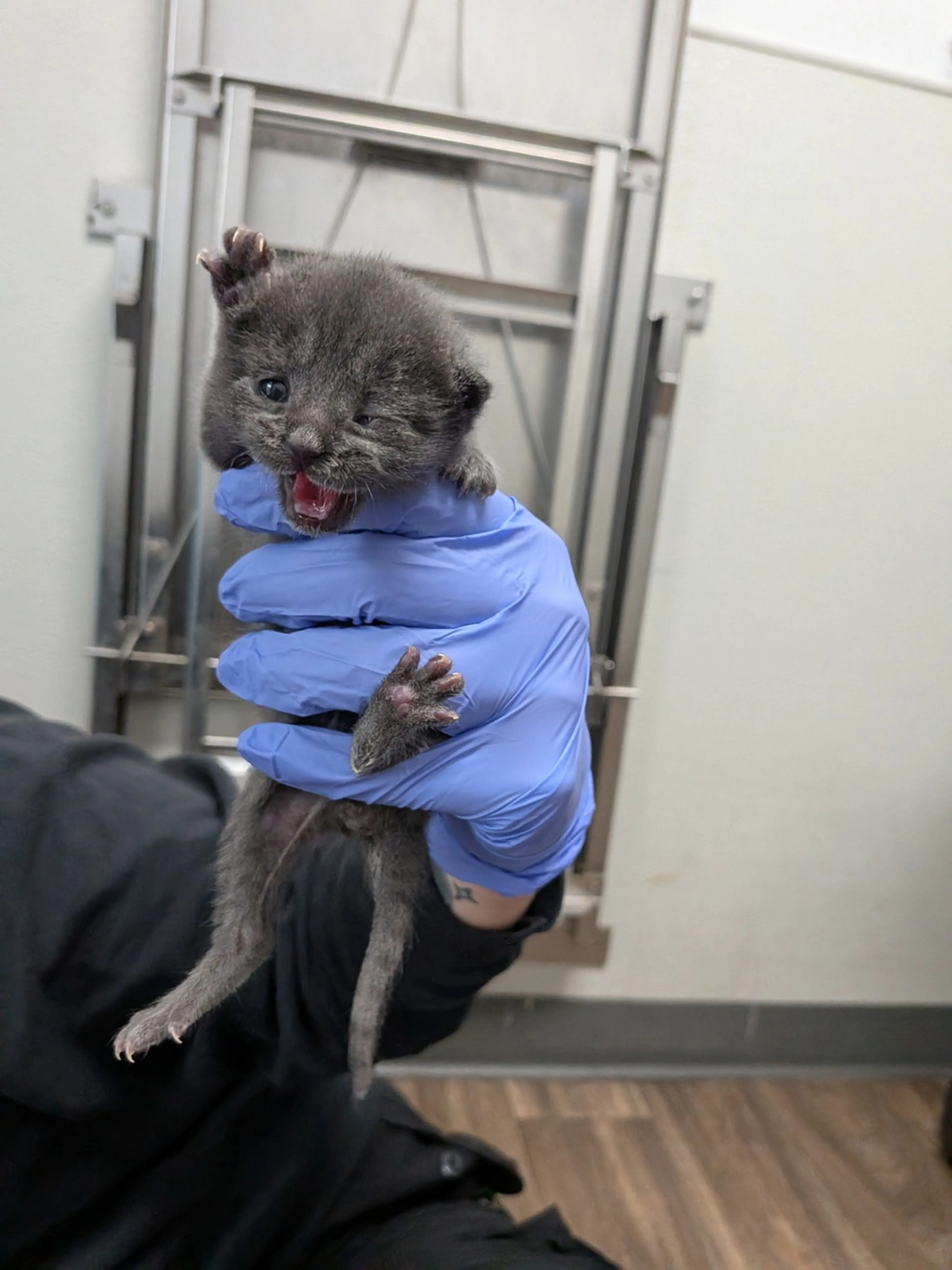 Found pet