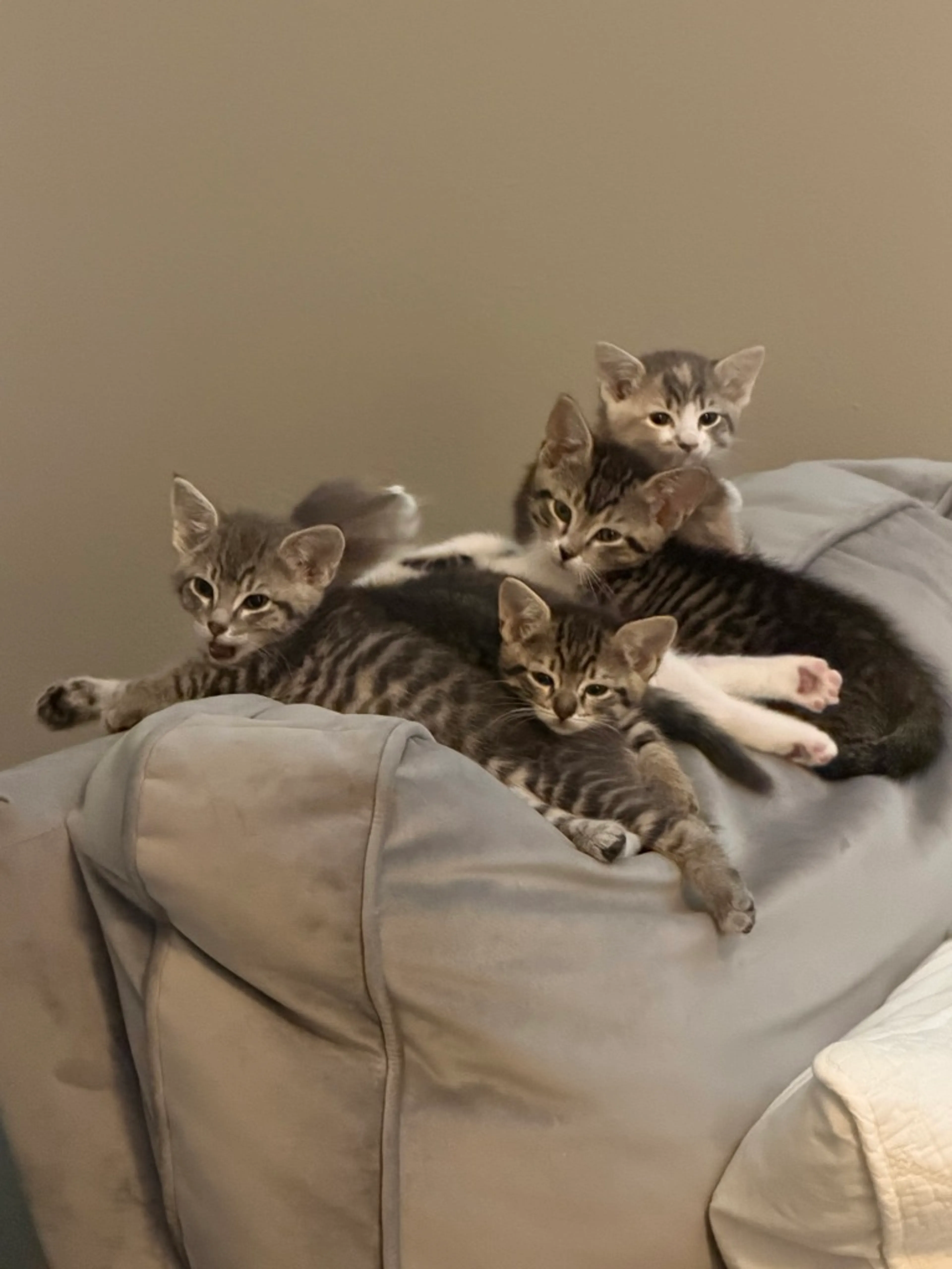 Found pet-1