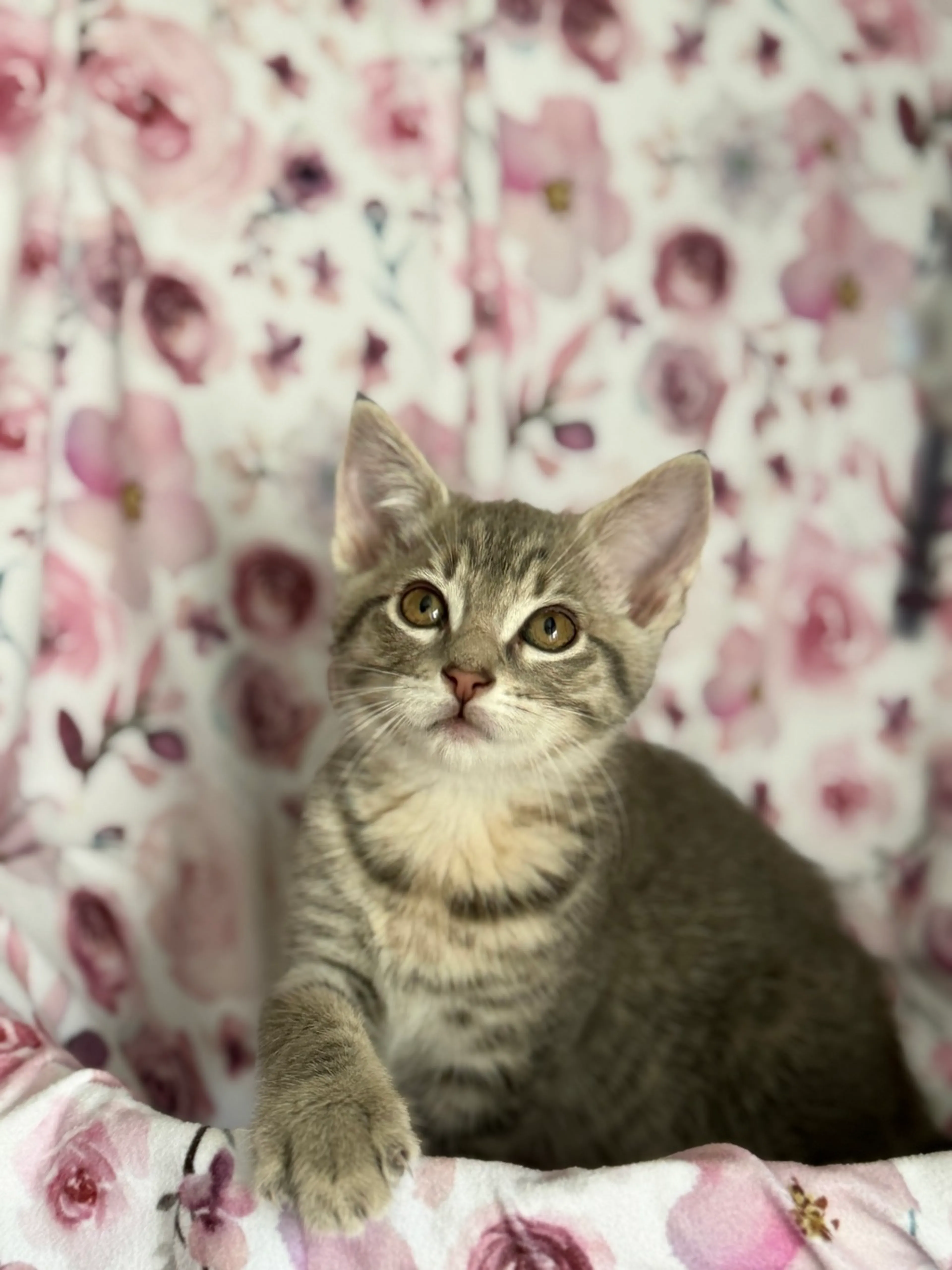 Found pet-2