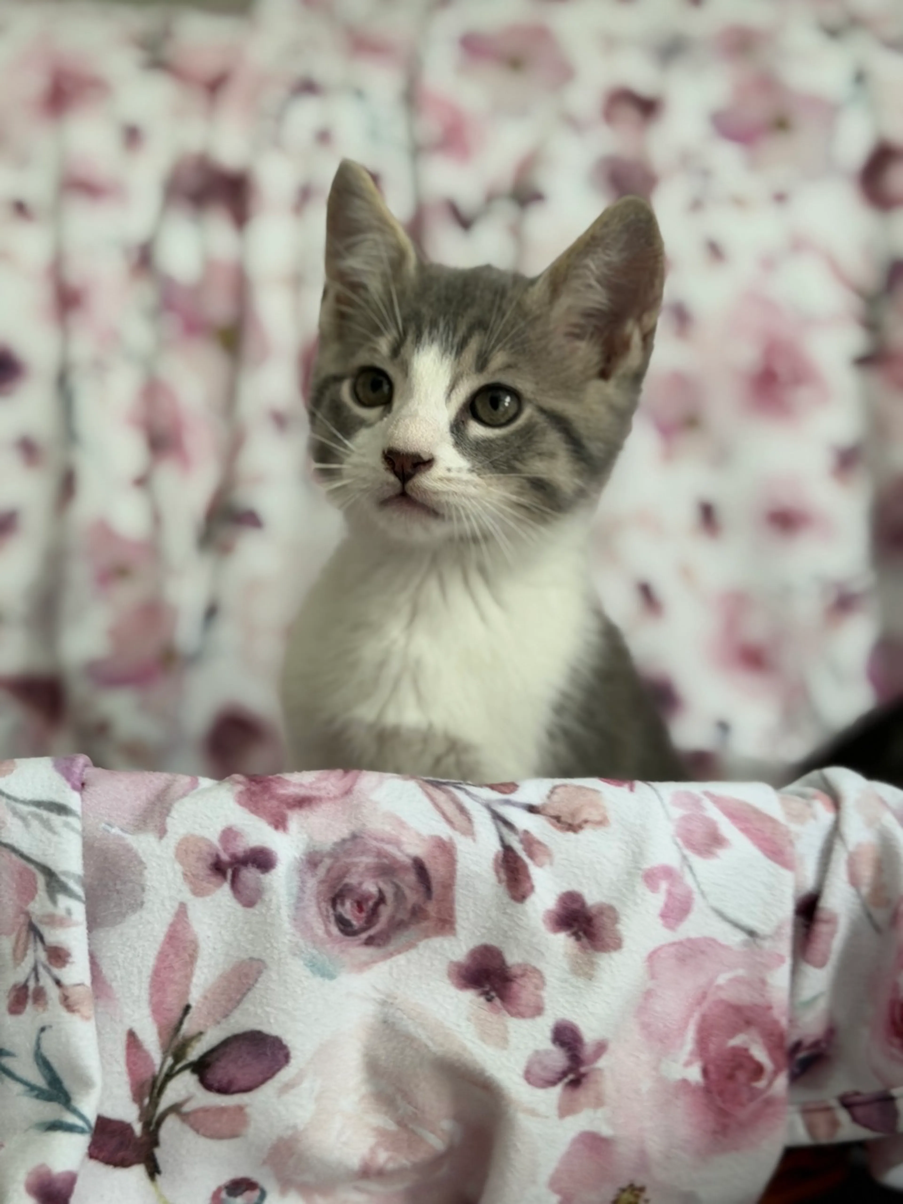 Found pet-1
