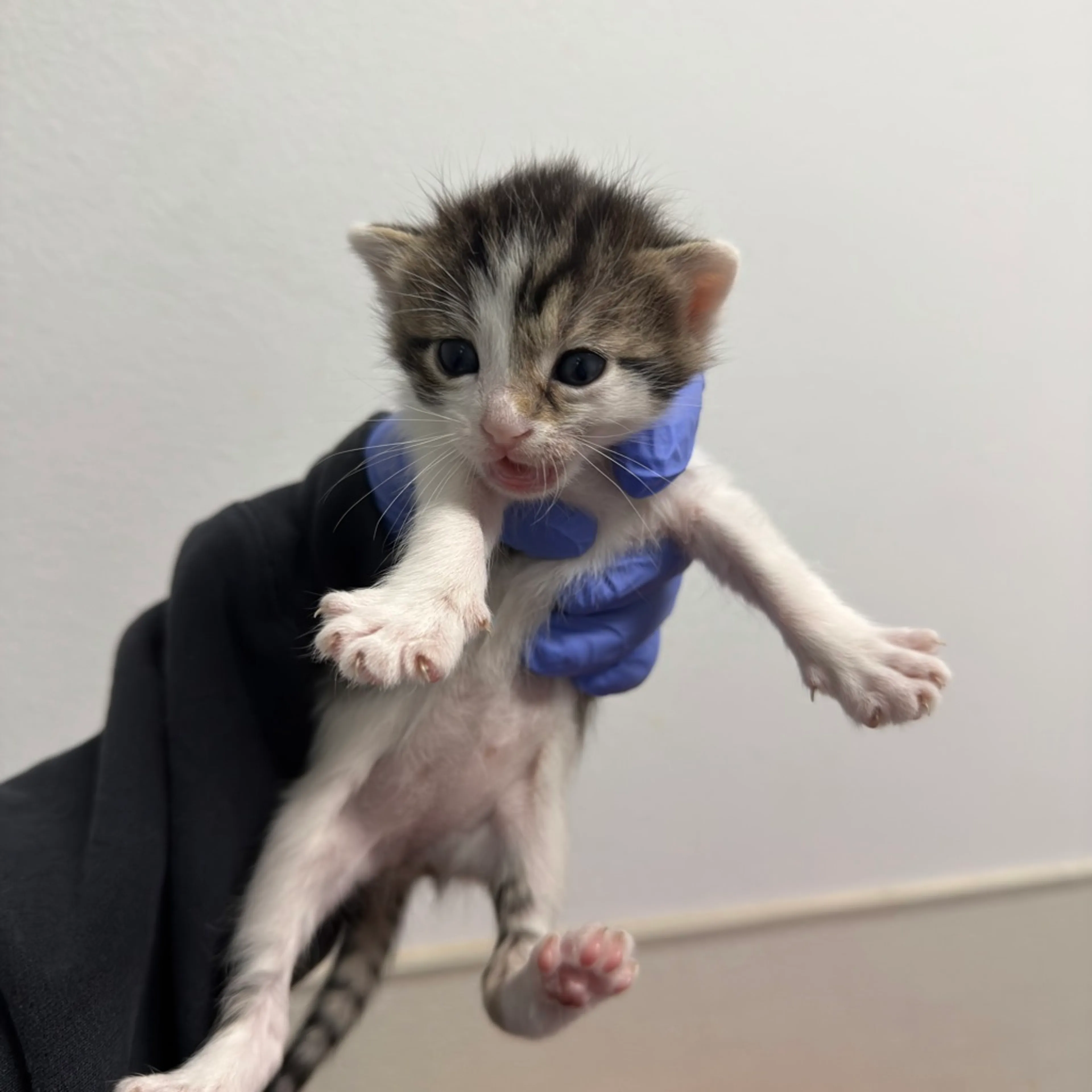Found pet