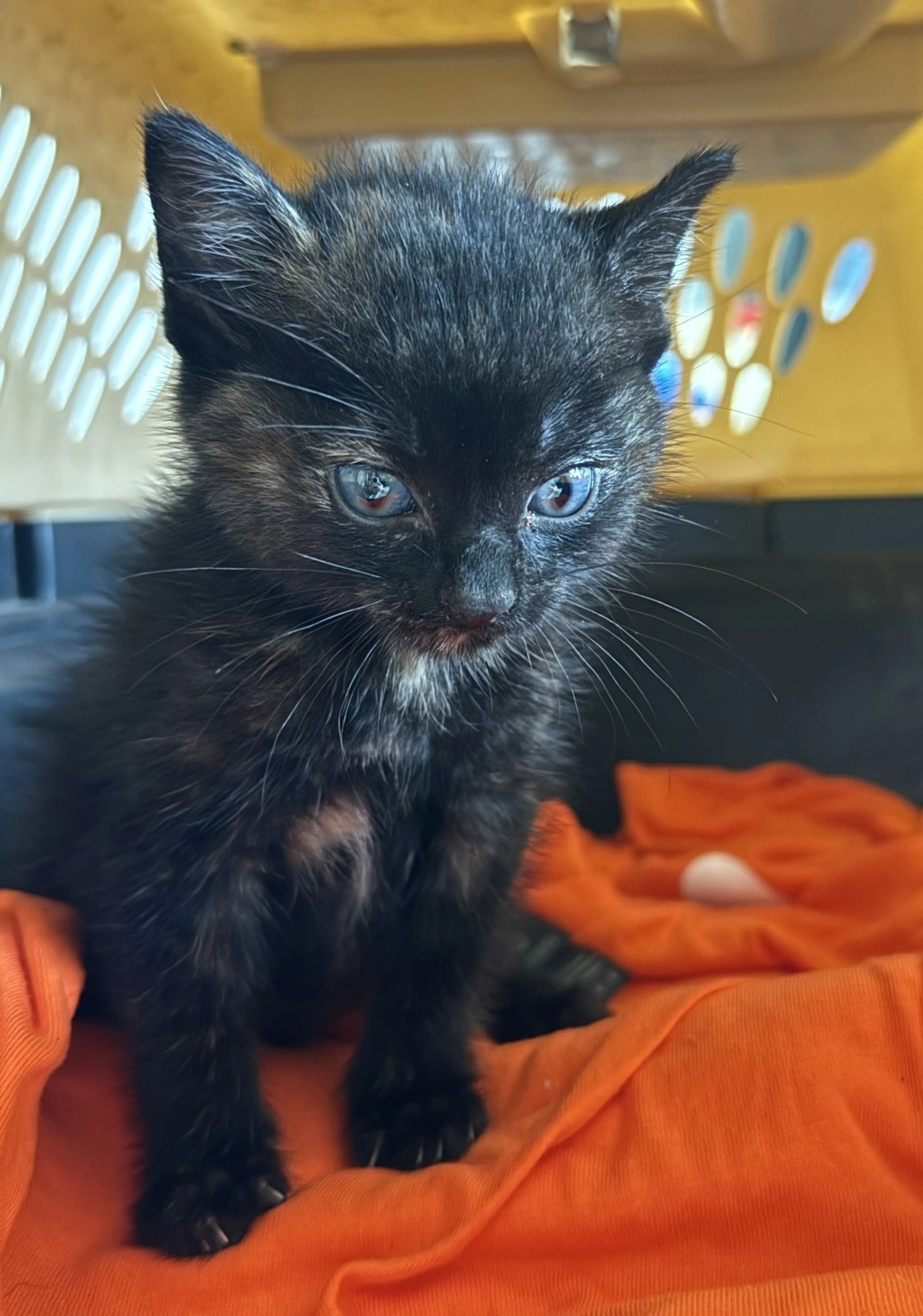 Found pet