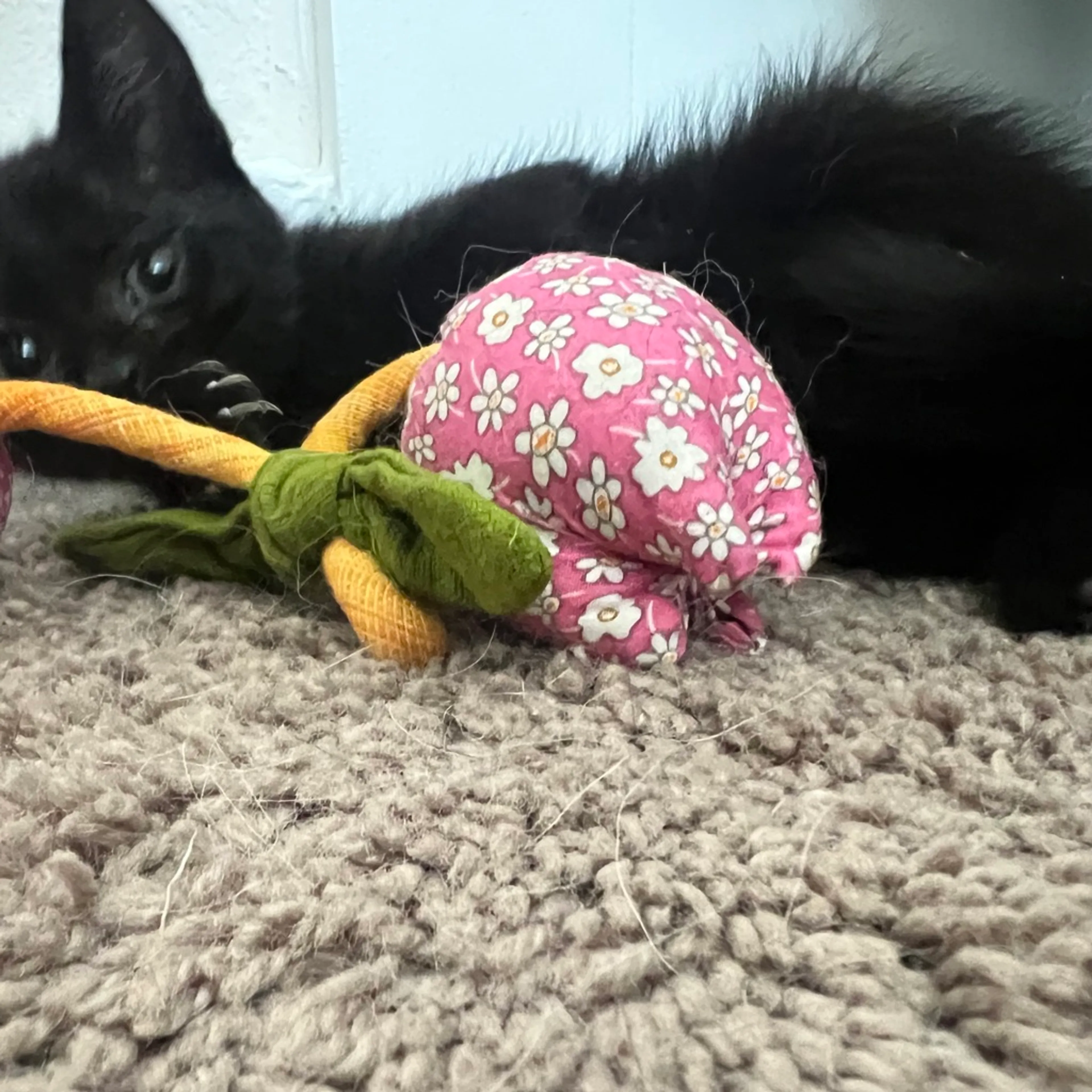 Found pet-5