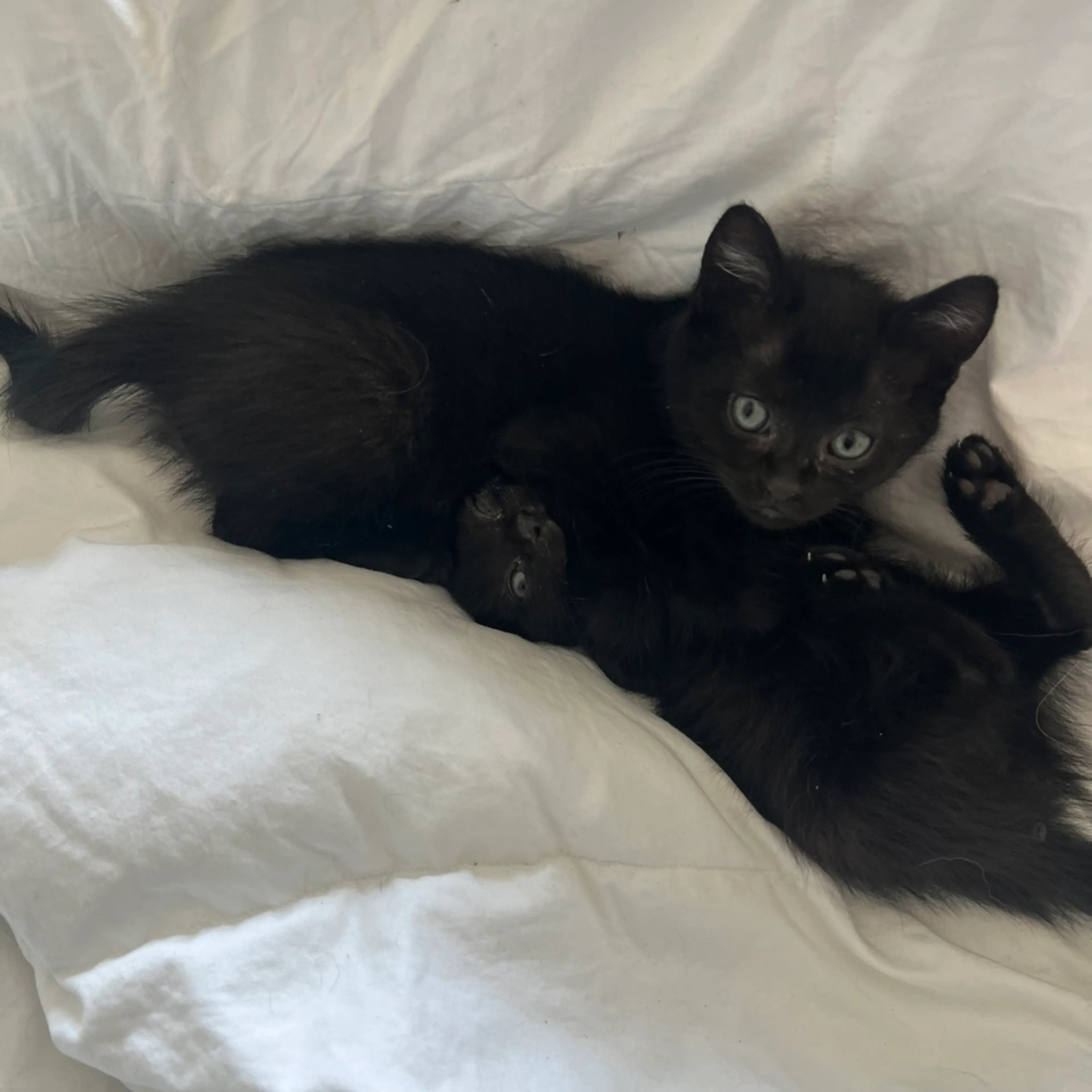 Found pet-2