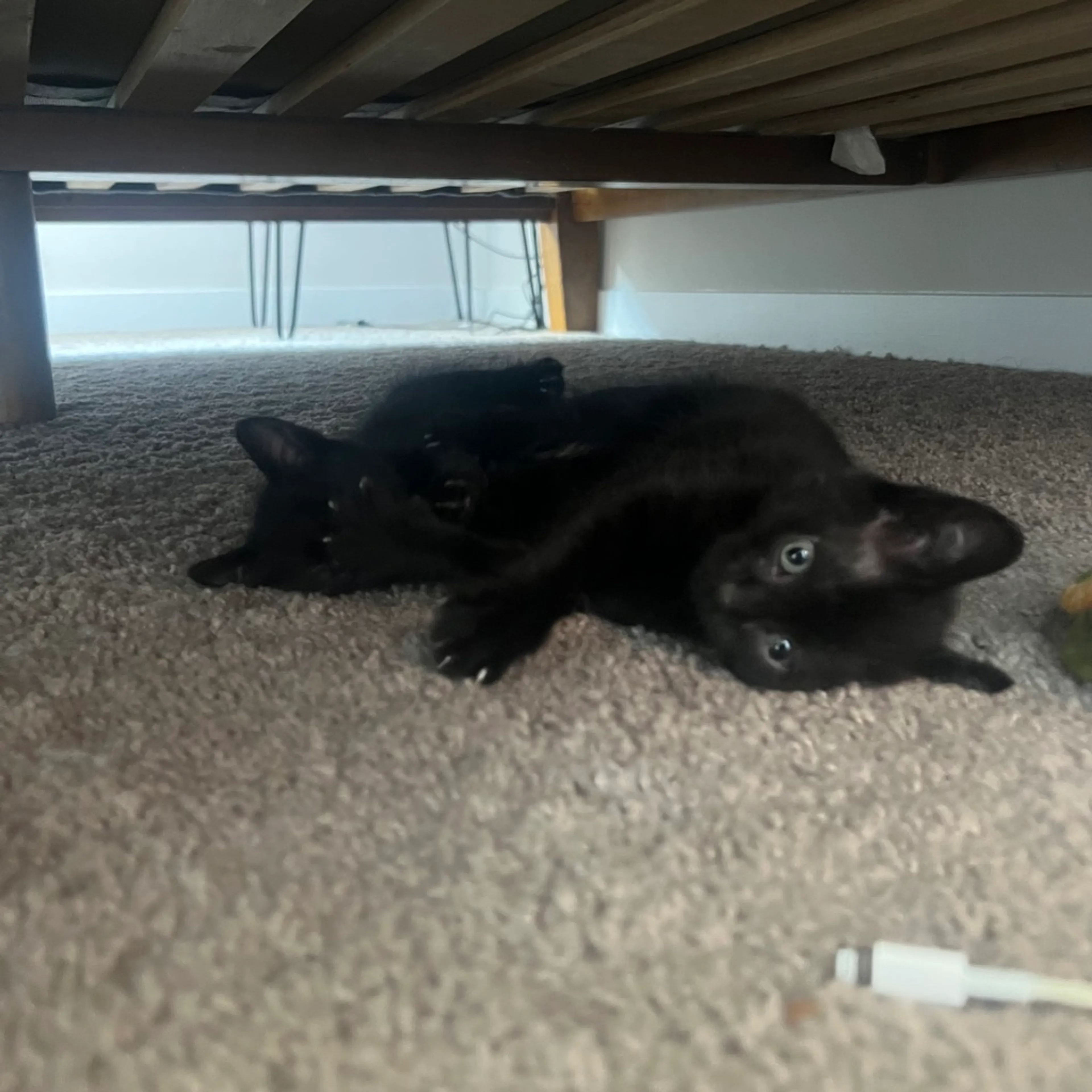 Found pet-4