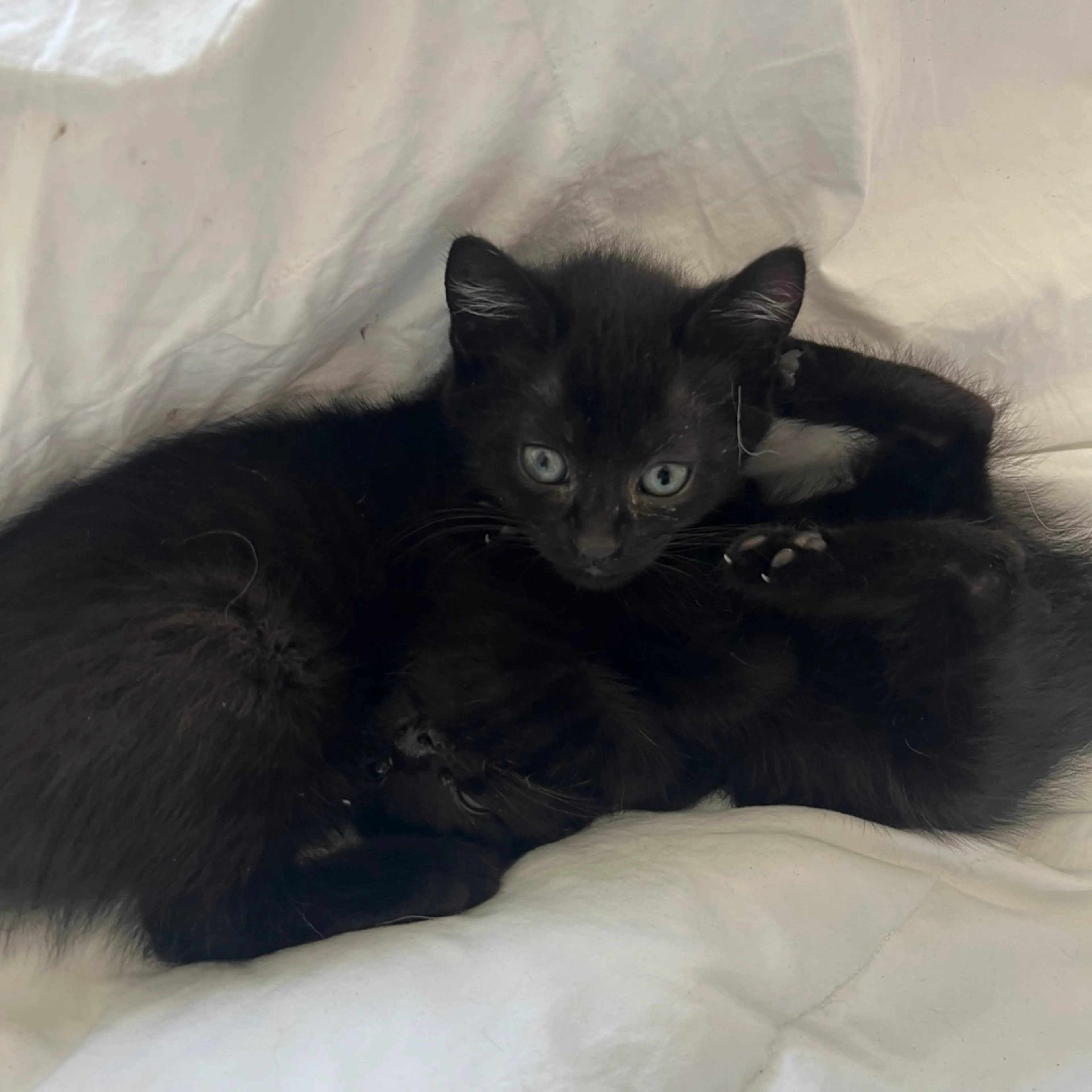 Found pet-3