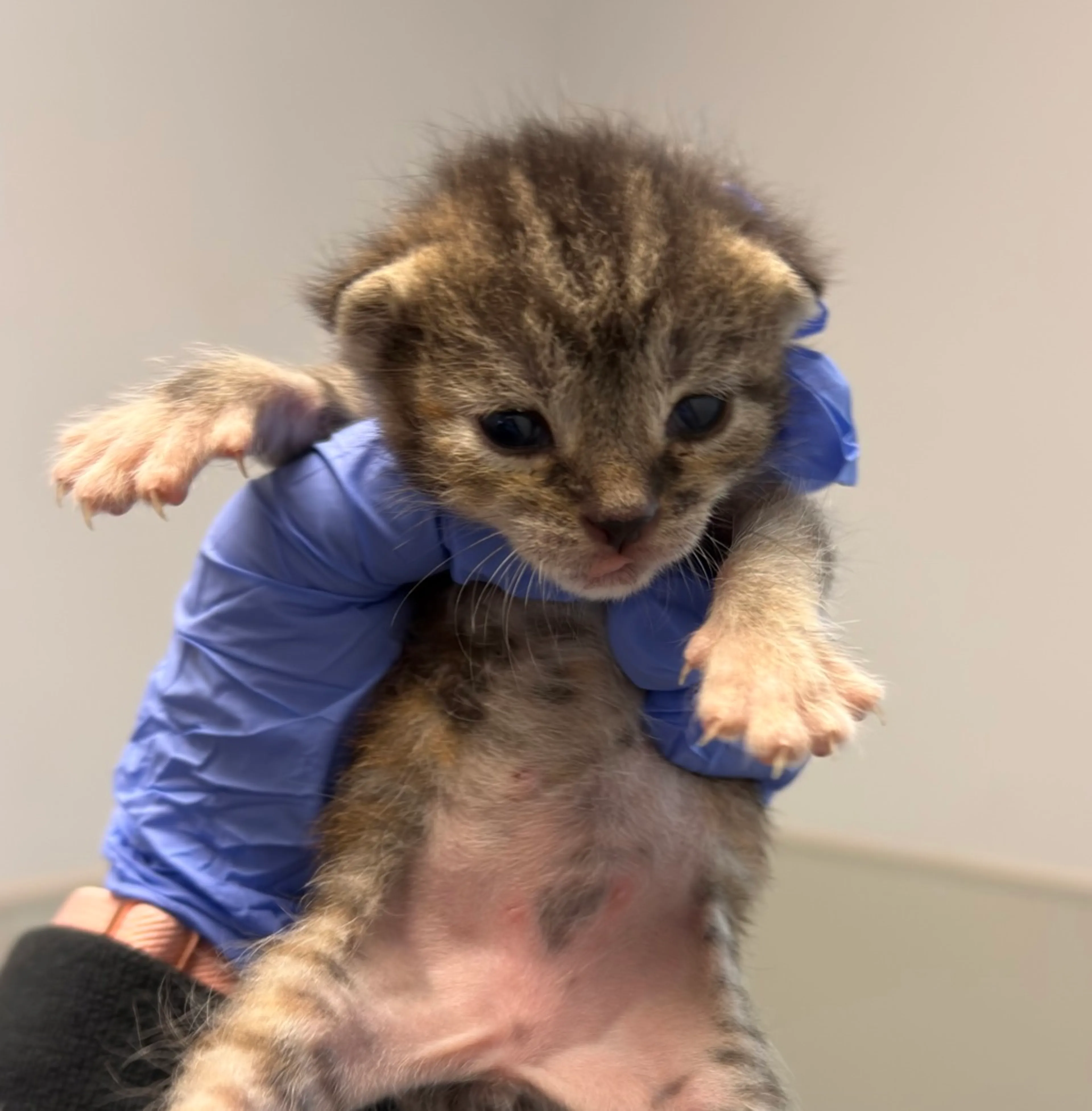 Found pet