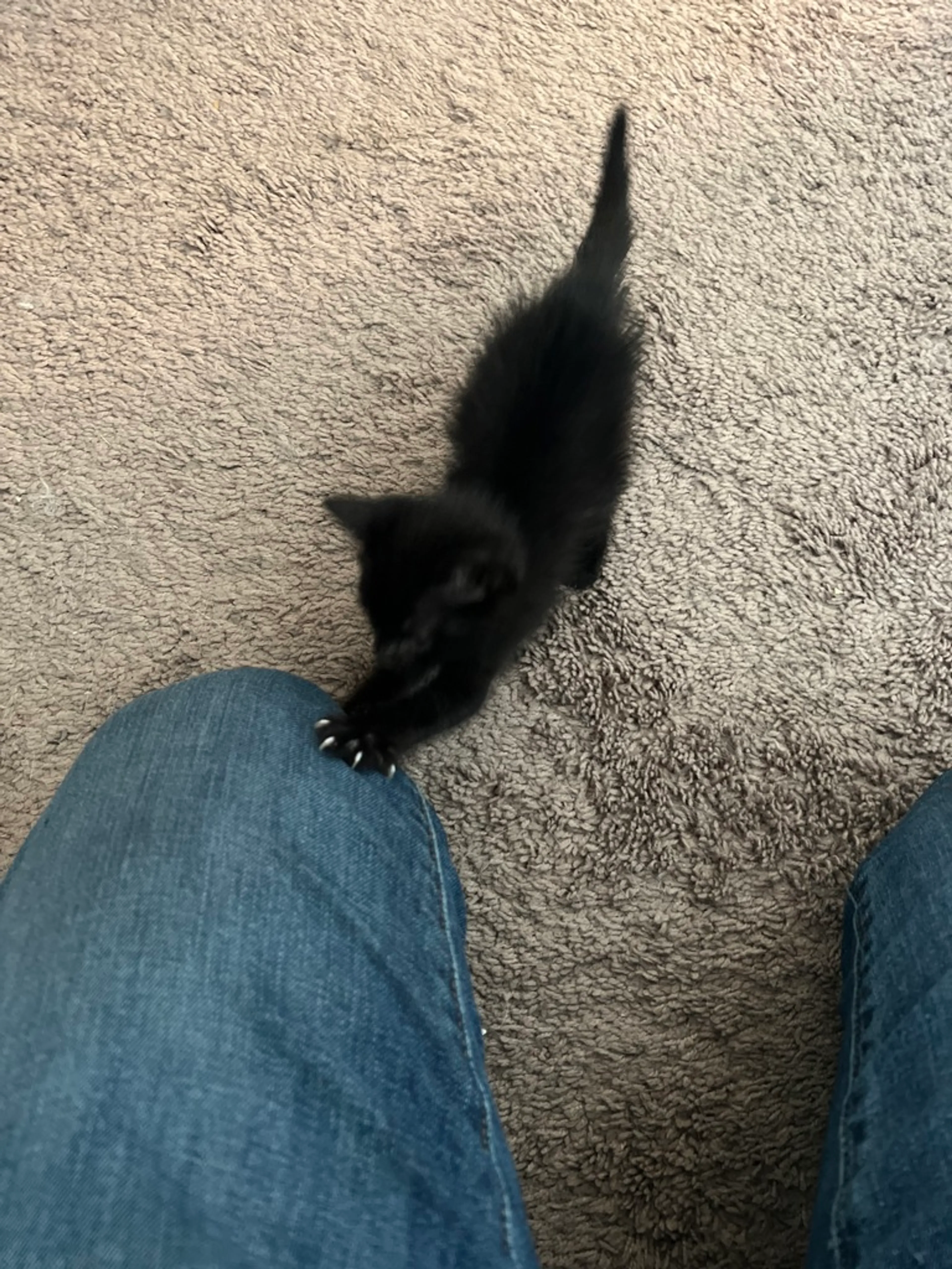 Found pet-3
