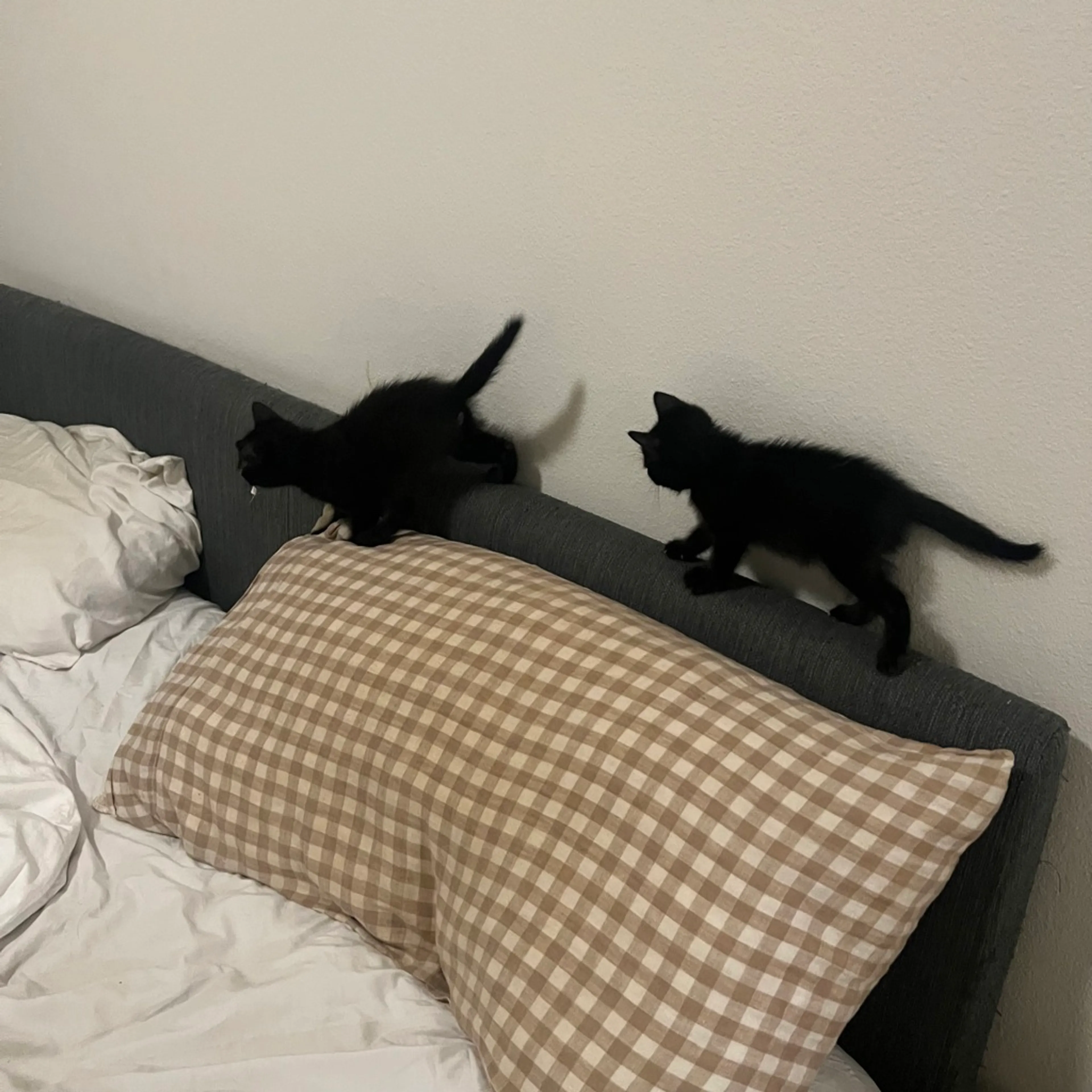 Found pet-2