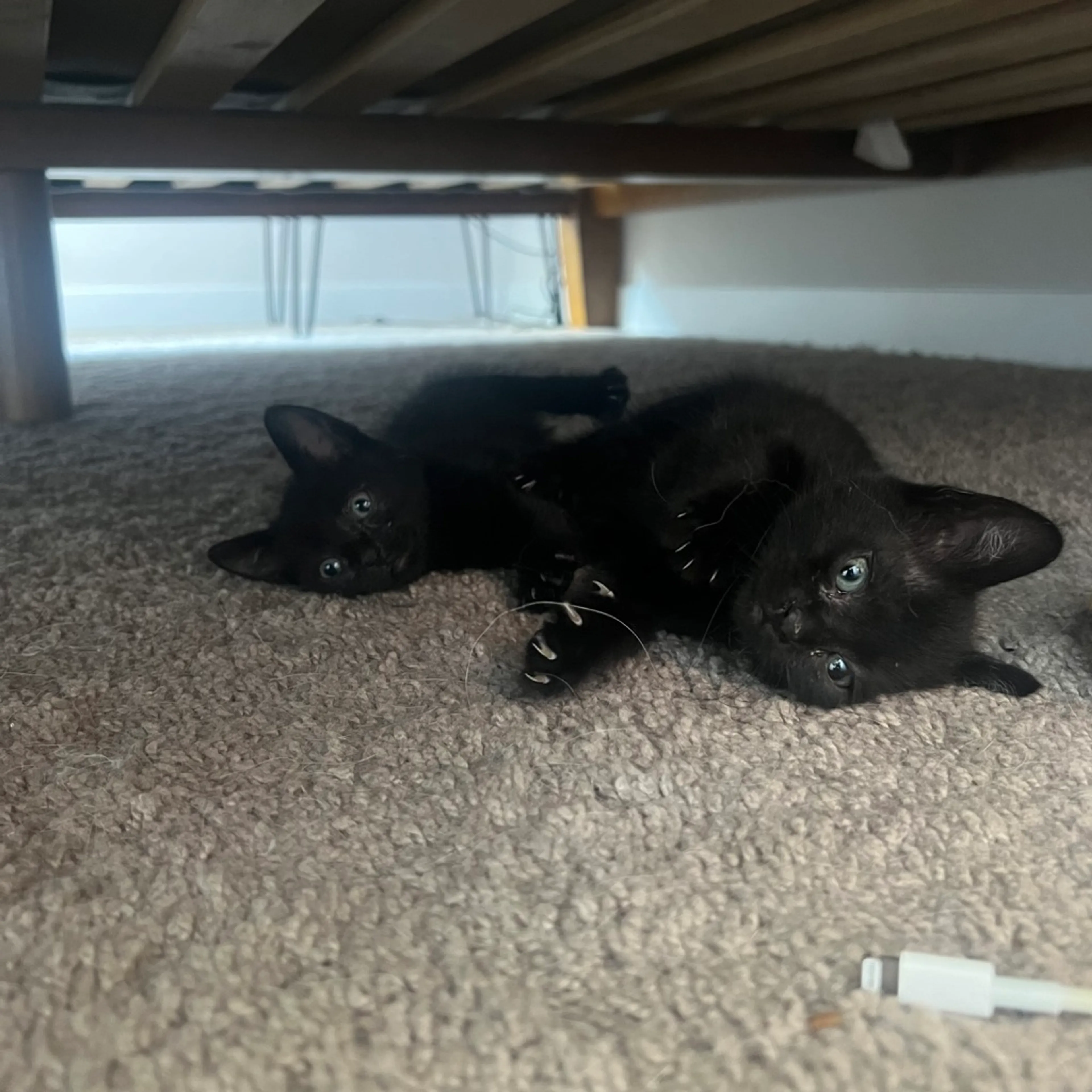 Found pet-1