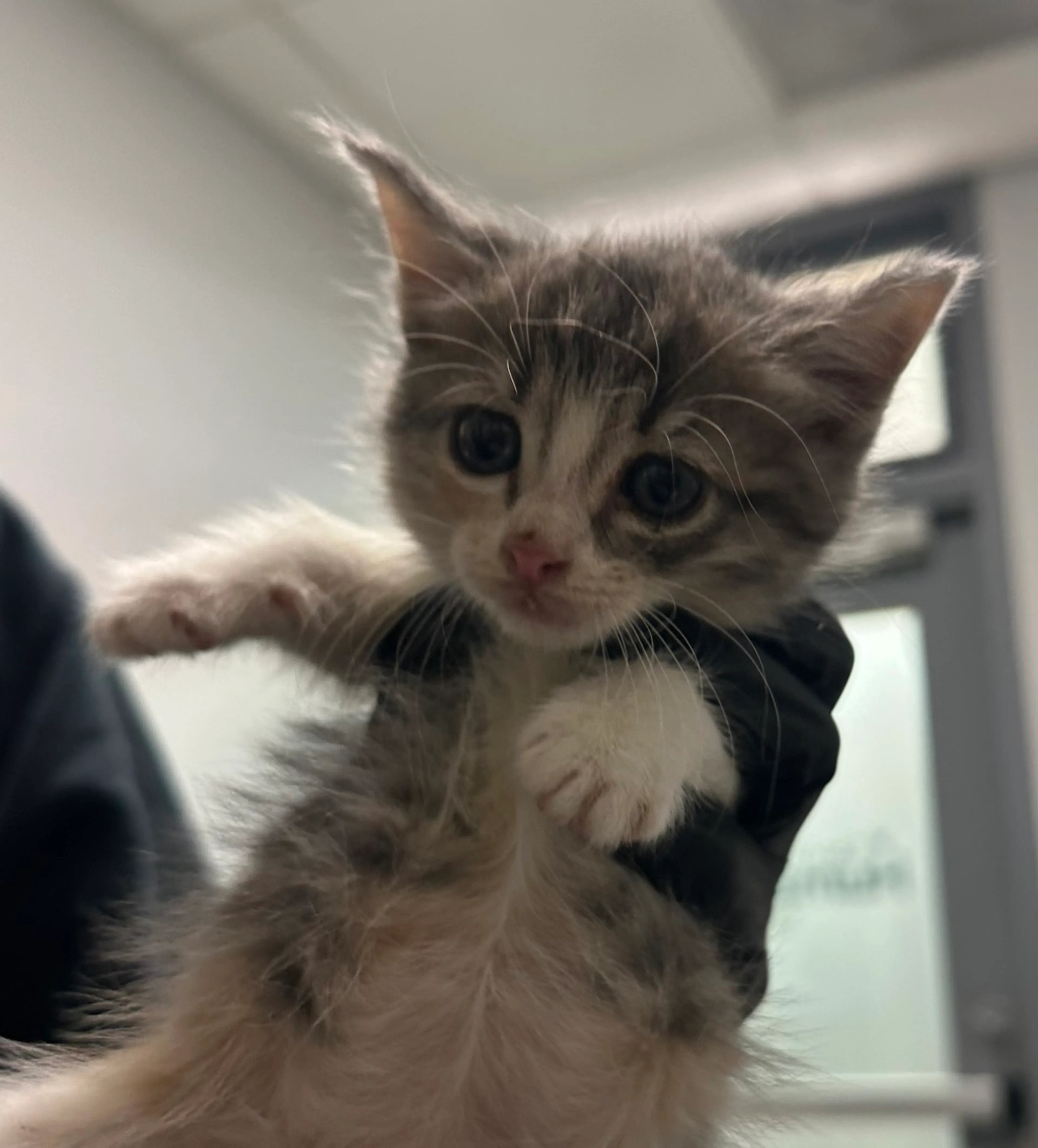Found pet