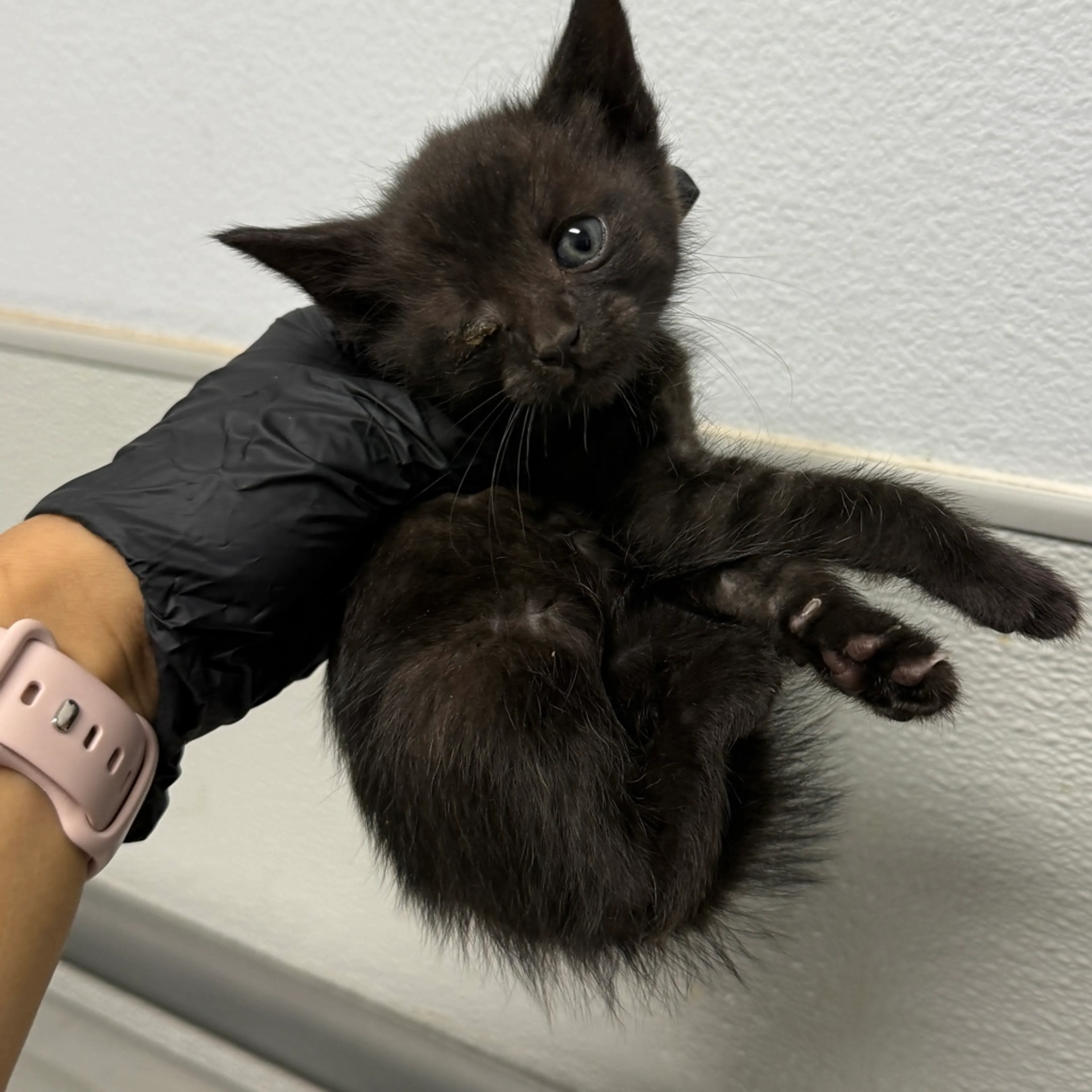 Found pet