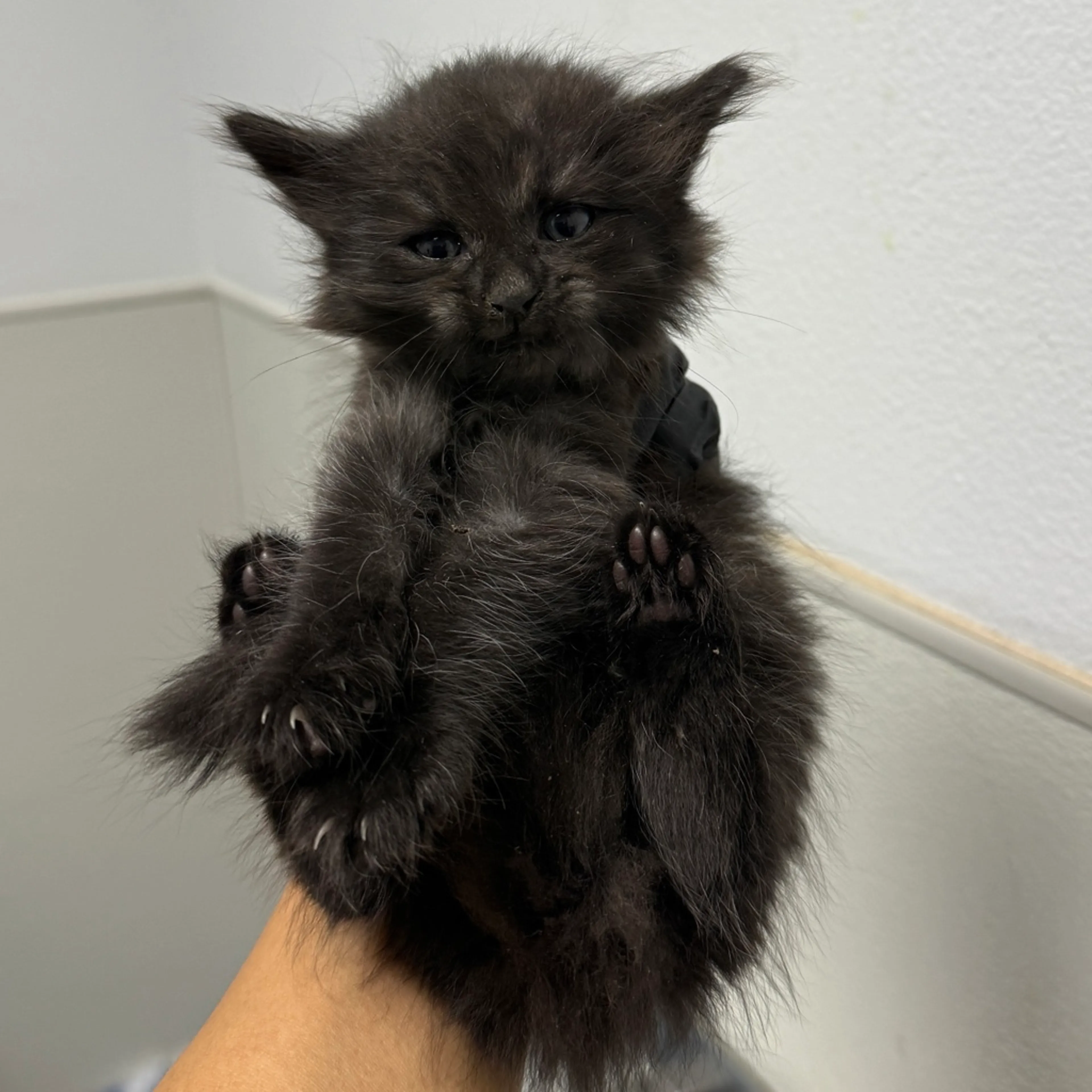 Found pet