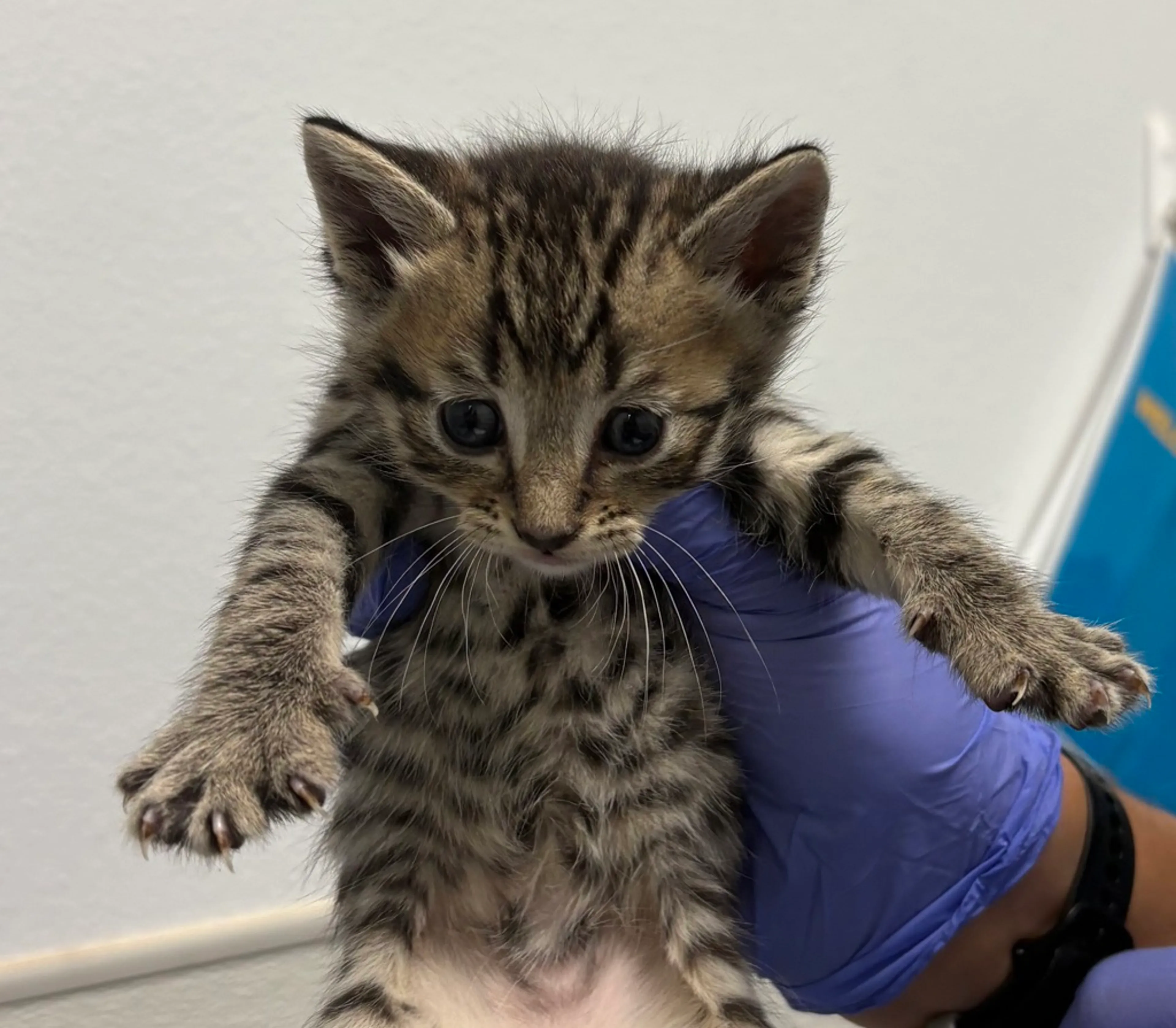 Found pet