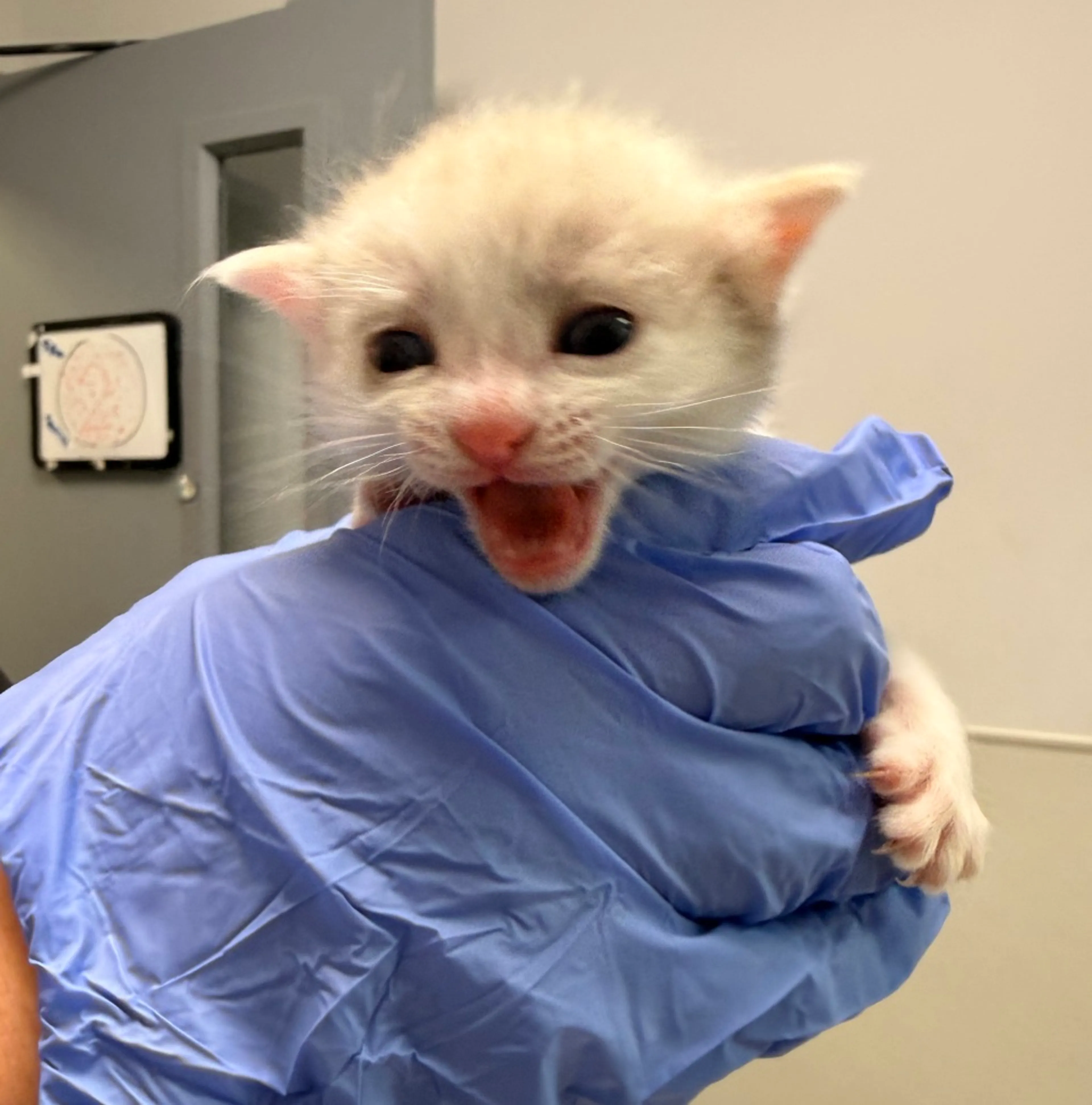 Found pet-1